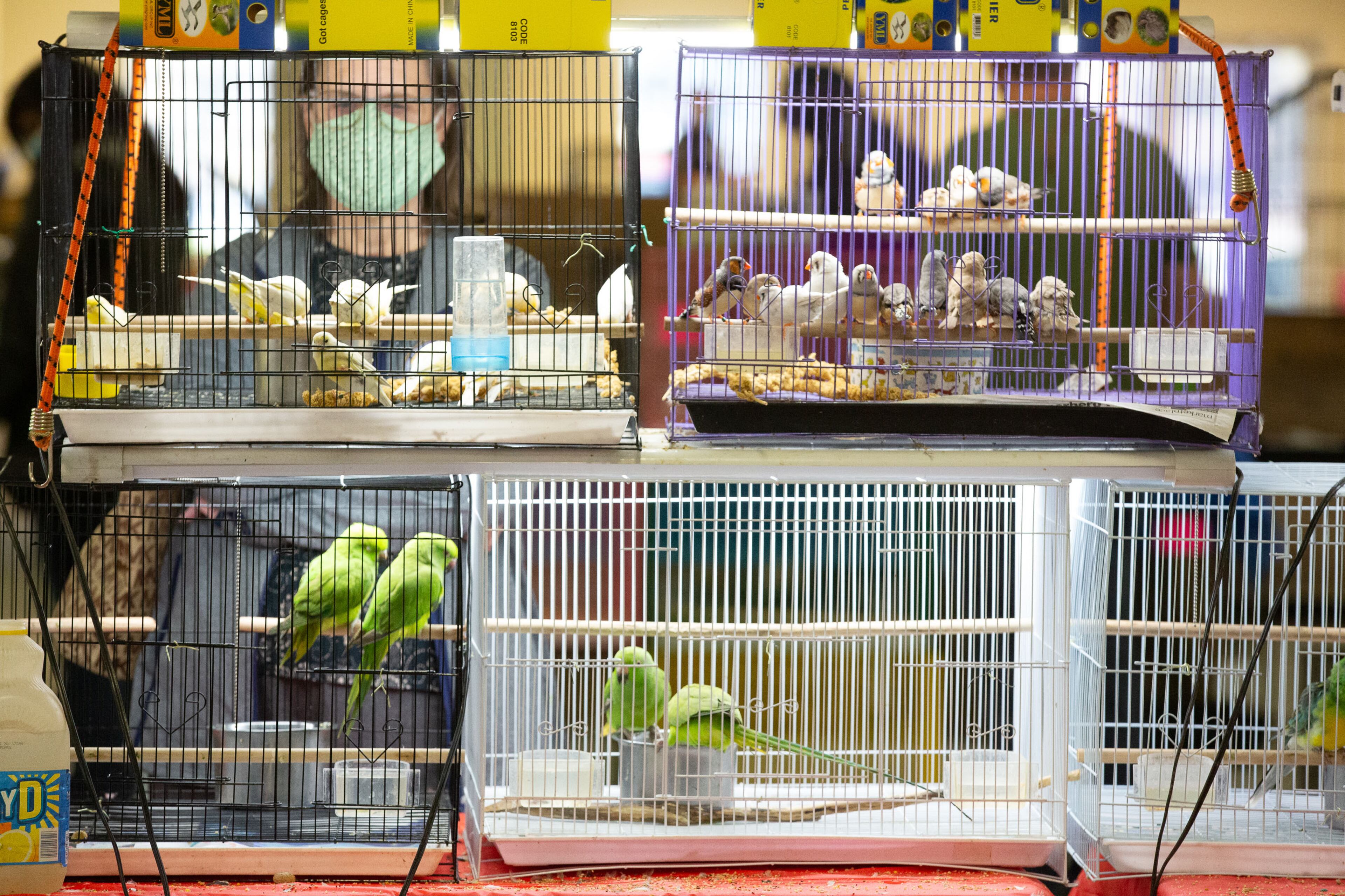 Cory Mattoy looks over the birds at the Southeast Exotic Bird Fair at the Gwinnett County Fairgrounds on Saturday, December 5, 2020. (Photo: Steve Schaefer for The Atlanta Journal-Constitution)