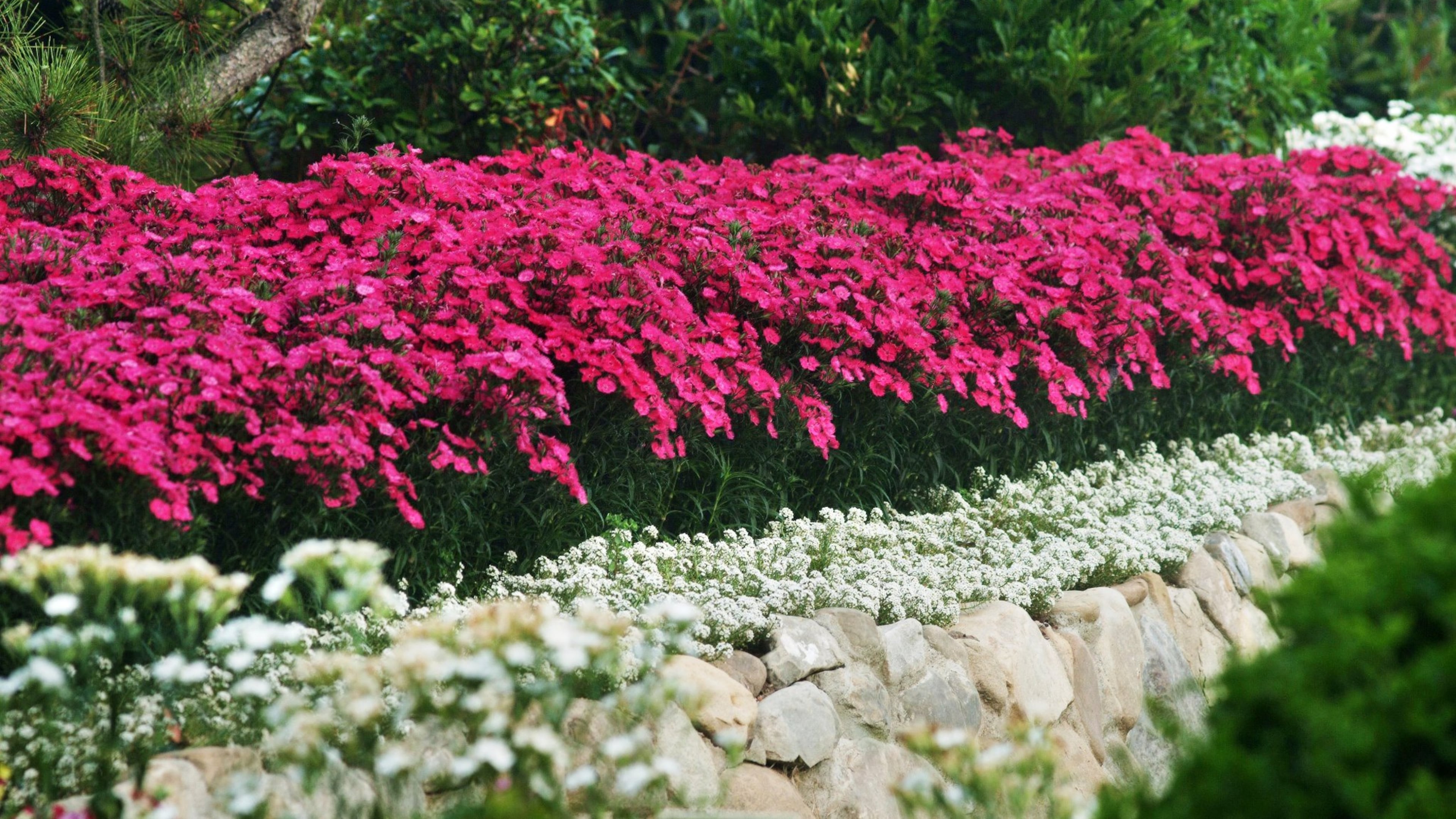 Planting in mass like this Dianthus Bouquet Rose gives a wow element to the cool season landscape. (Ball Horticultural)