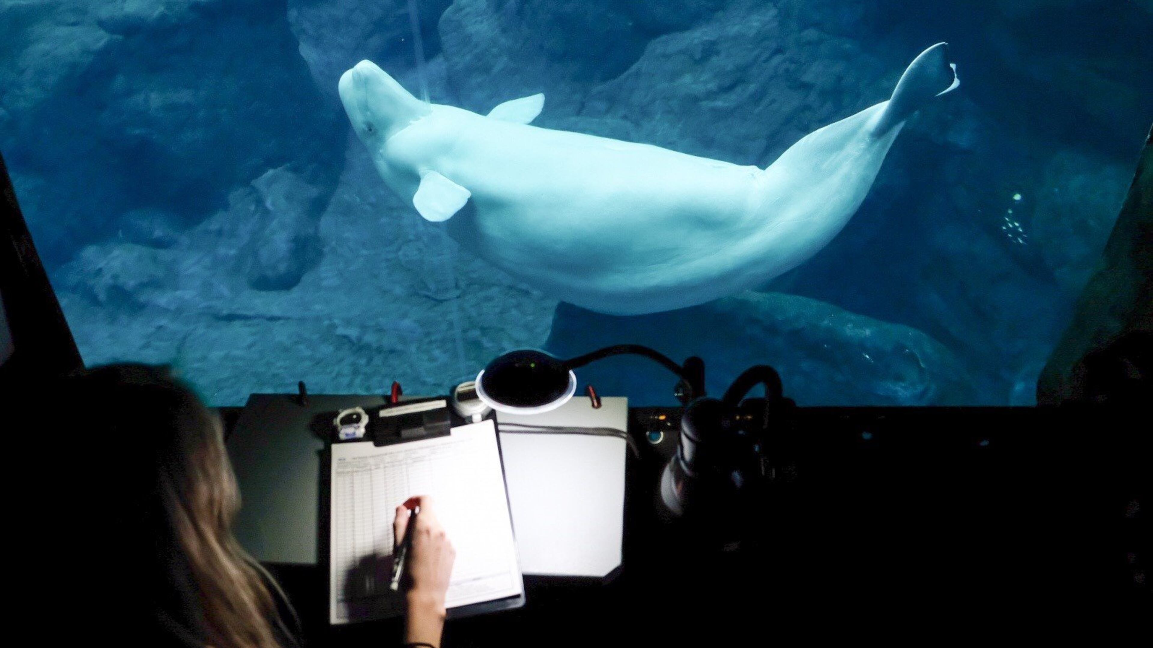 A pregnant beluga whale is observed at the Georgia Aquarium.