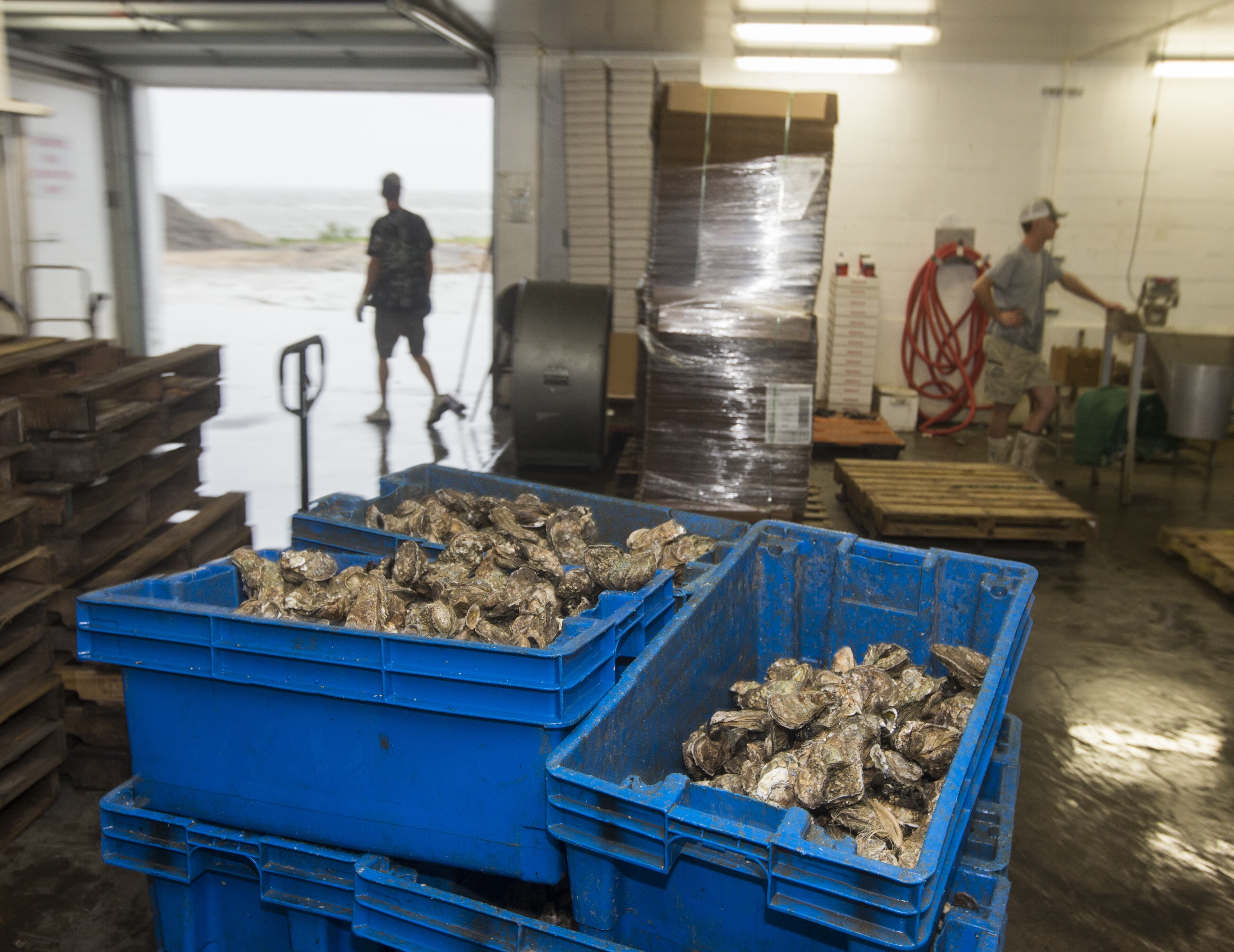 An oyster worker checks the incoming tide as workers continue to process Apalachicola oysters at Barbers Seafood as Hurricane Hermine approaches on September 1, 2016, in Eastpoint, Florida. (Photo by Mark Wallheiser/Getty Images)