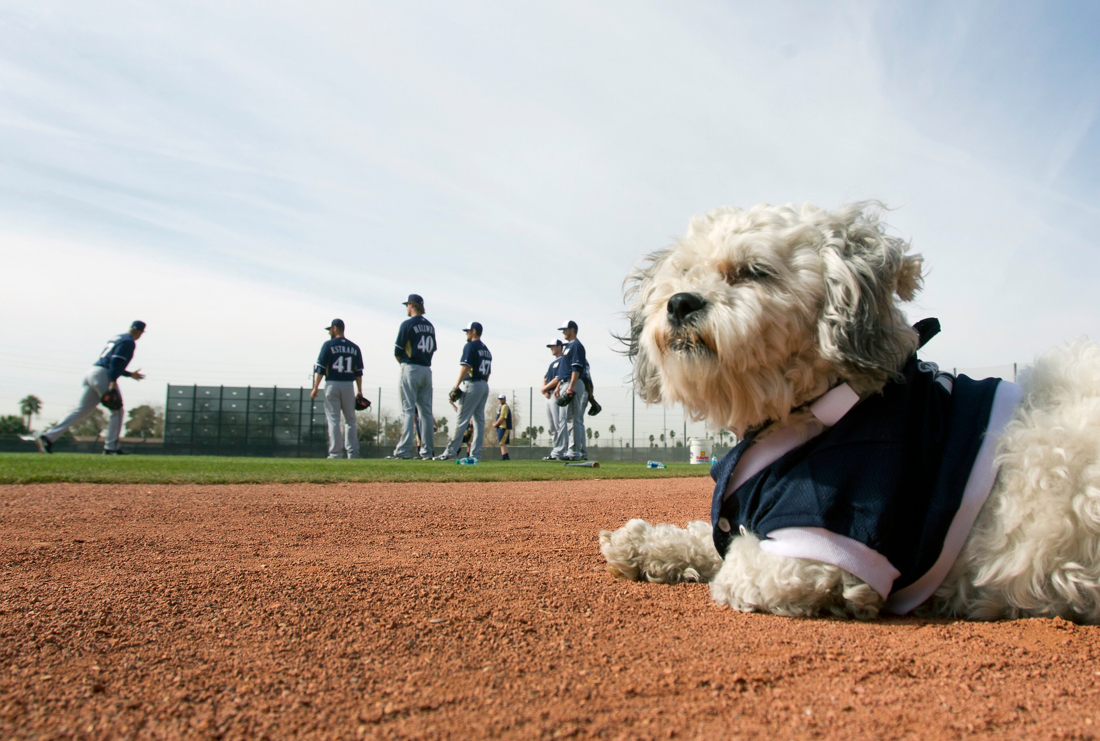 Hank, a stray dog that the Brewers recently found wandering their practice fields at Maryvale Baseball Park watches spring training on Friday, Feb. 21, 2014, in Phoenix. The team and staff have been taking care of Hank since he was found at the park on President's Day. Hank is named after Hank Aaron. (AP Photo/The Arizona Republic, Cheryl Evans)