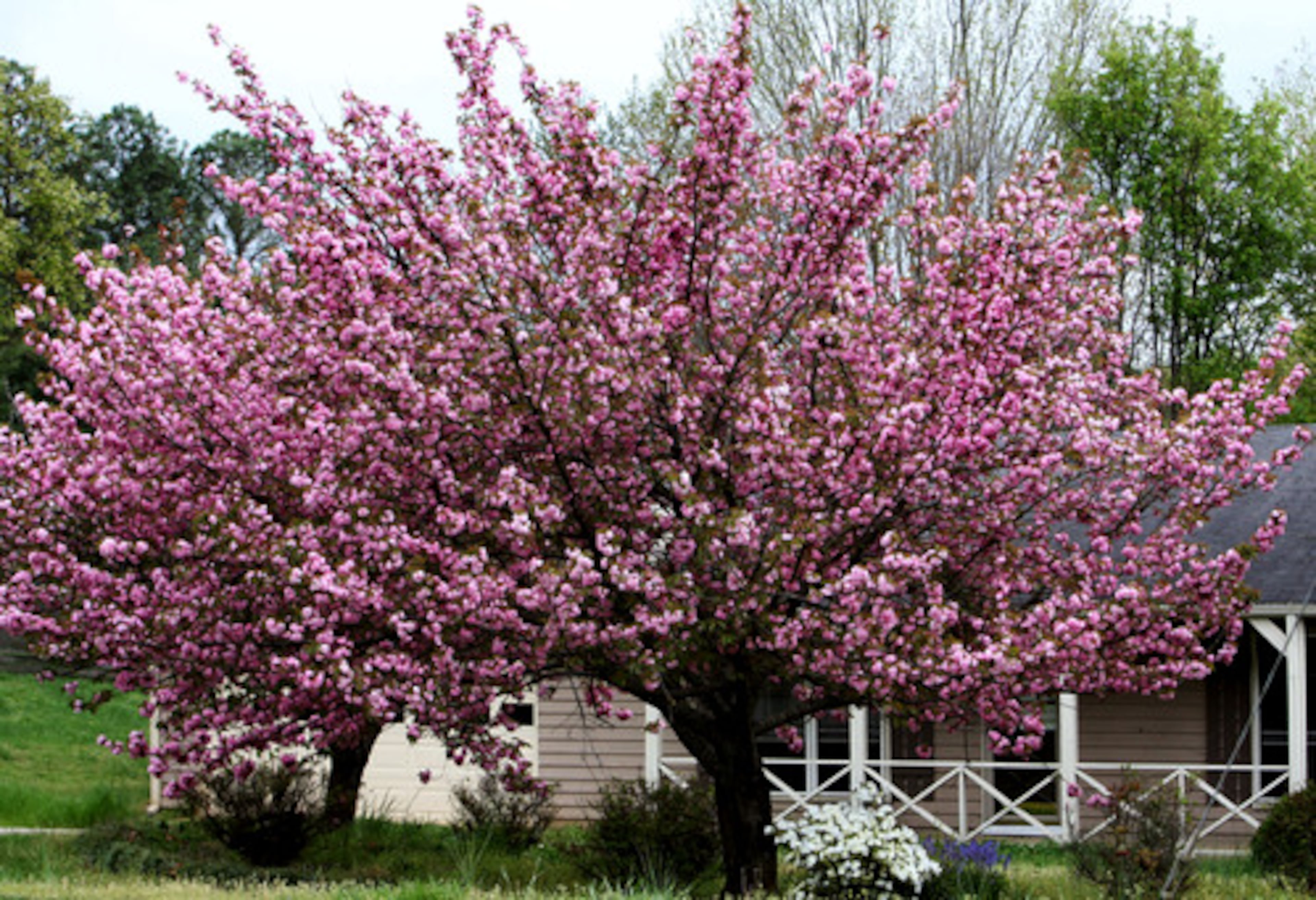 A Kwanzan cherry blooms in Roswell. The tree, which is jam-packed with double blooms, is one of the last cherry trees to bloom in mid to late spring.