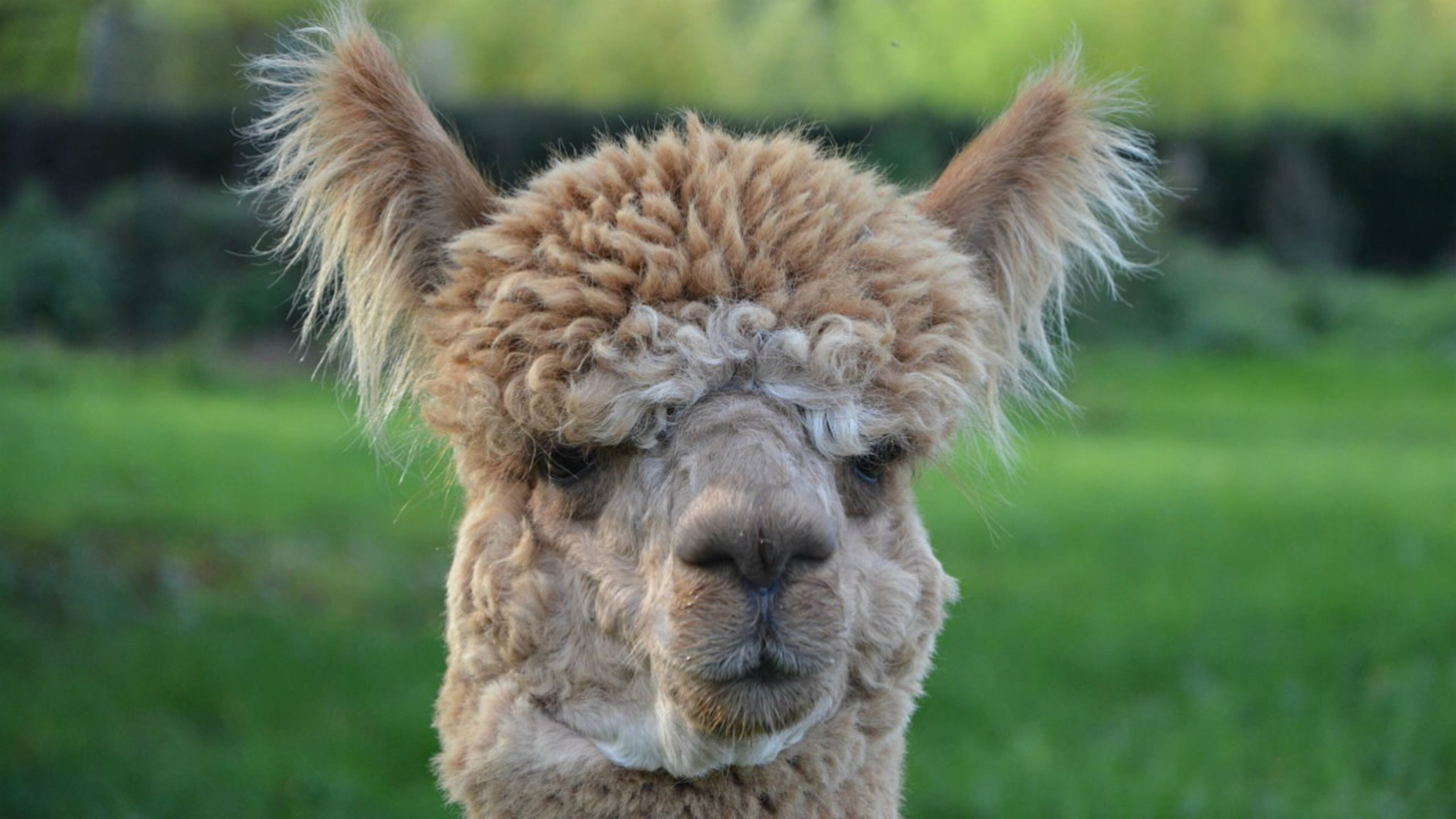 FILE PHOTO: A Canadian family is asking for help in the search for its llama, which has been missing for a month. (Photo: JACLOU-DL/Pixabay)