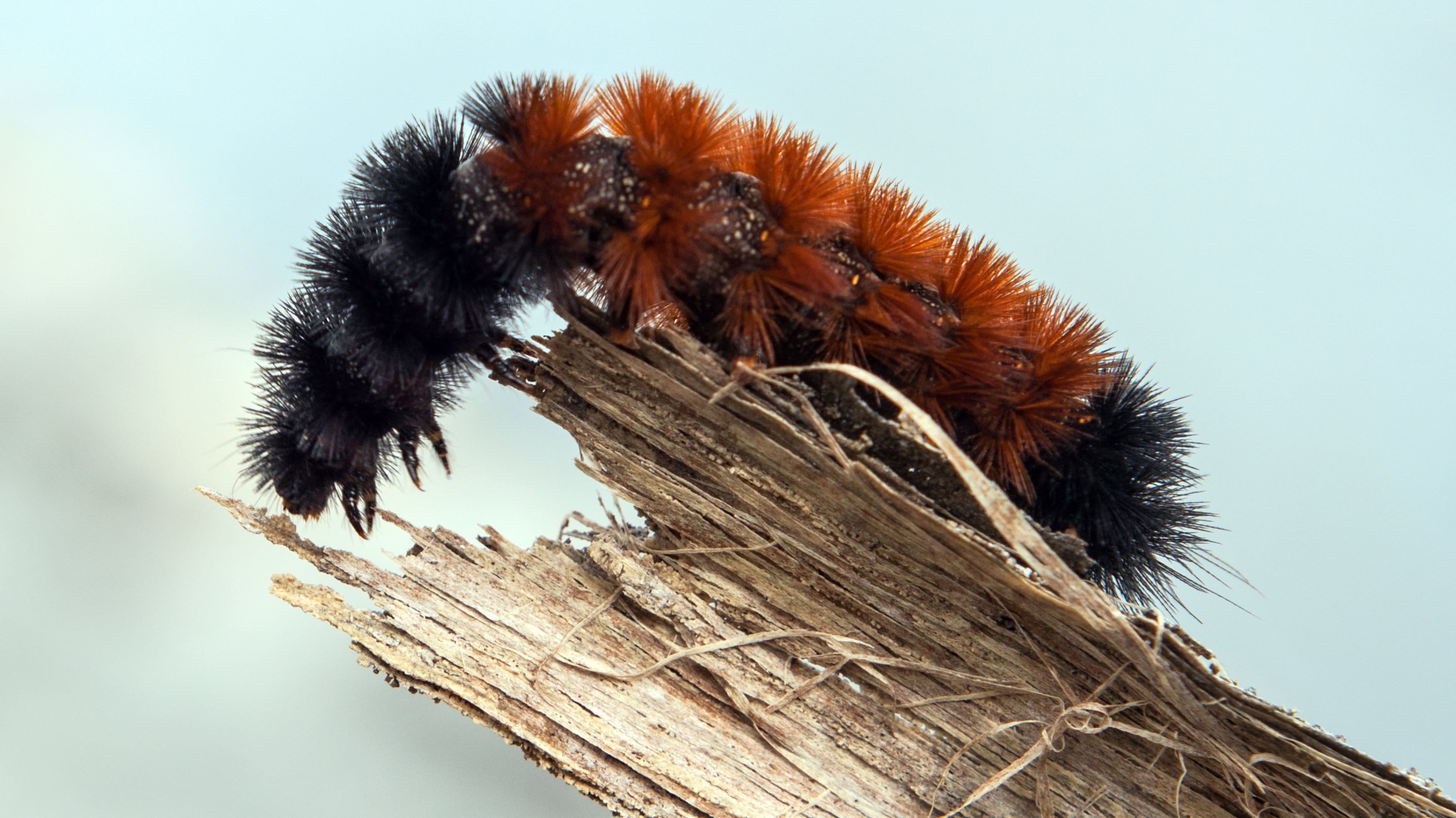 According to folklore, the wide brown band on this woolly bear caterpillar indicates that the winter will be mild. A narrow brown band would indicate a harsh winter. (Courtesy of Michael L. Reiser/Creative Commons)