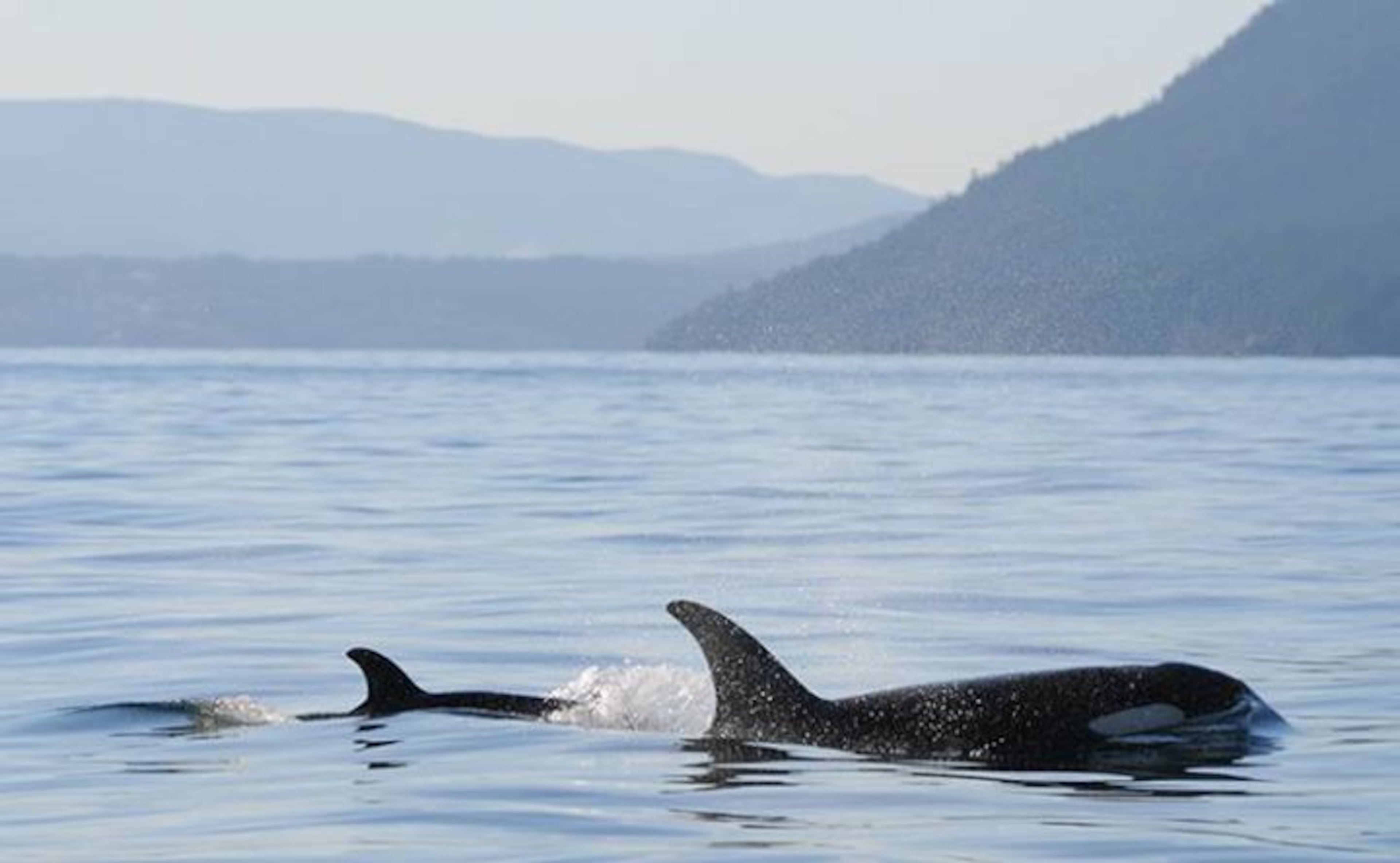 Howard Garrett of the Orca Network says the birth is encouraging after the loss of the breeding female and its fetus. (Photo via Center for Whale Research)