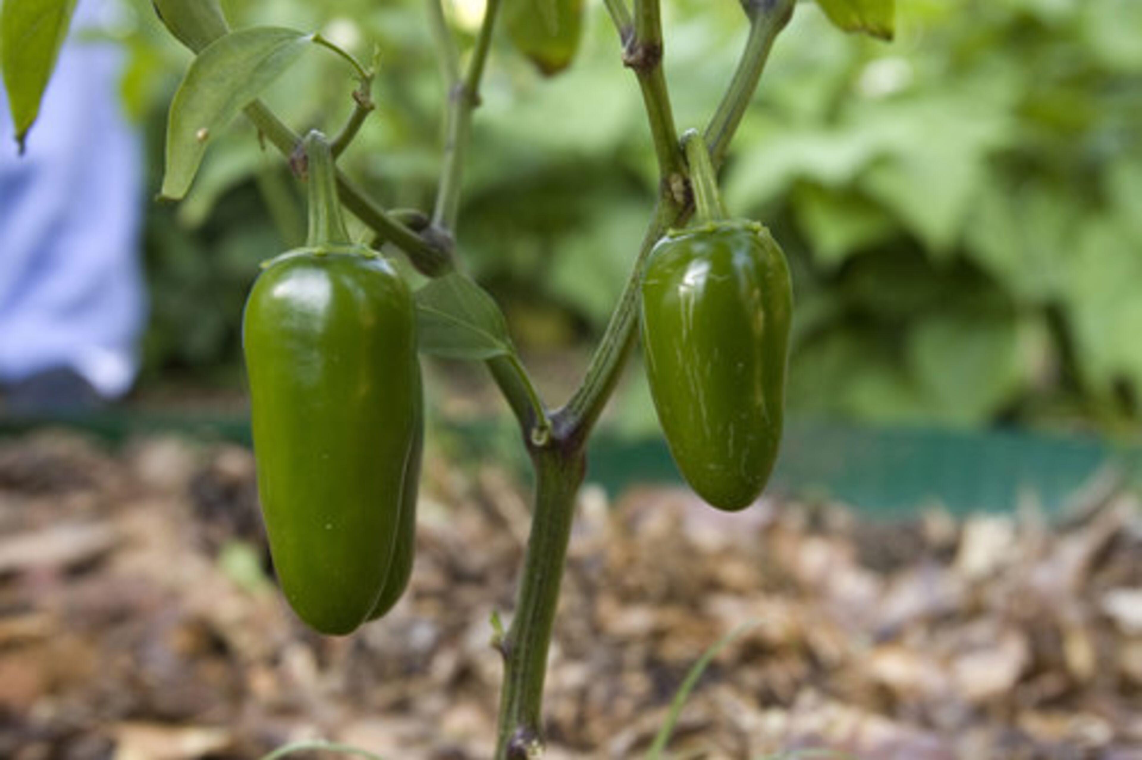 The peppers are popping in the community garden at Decatur Christian Towers.