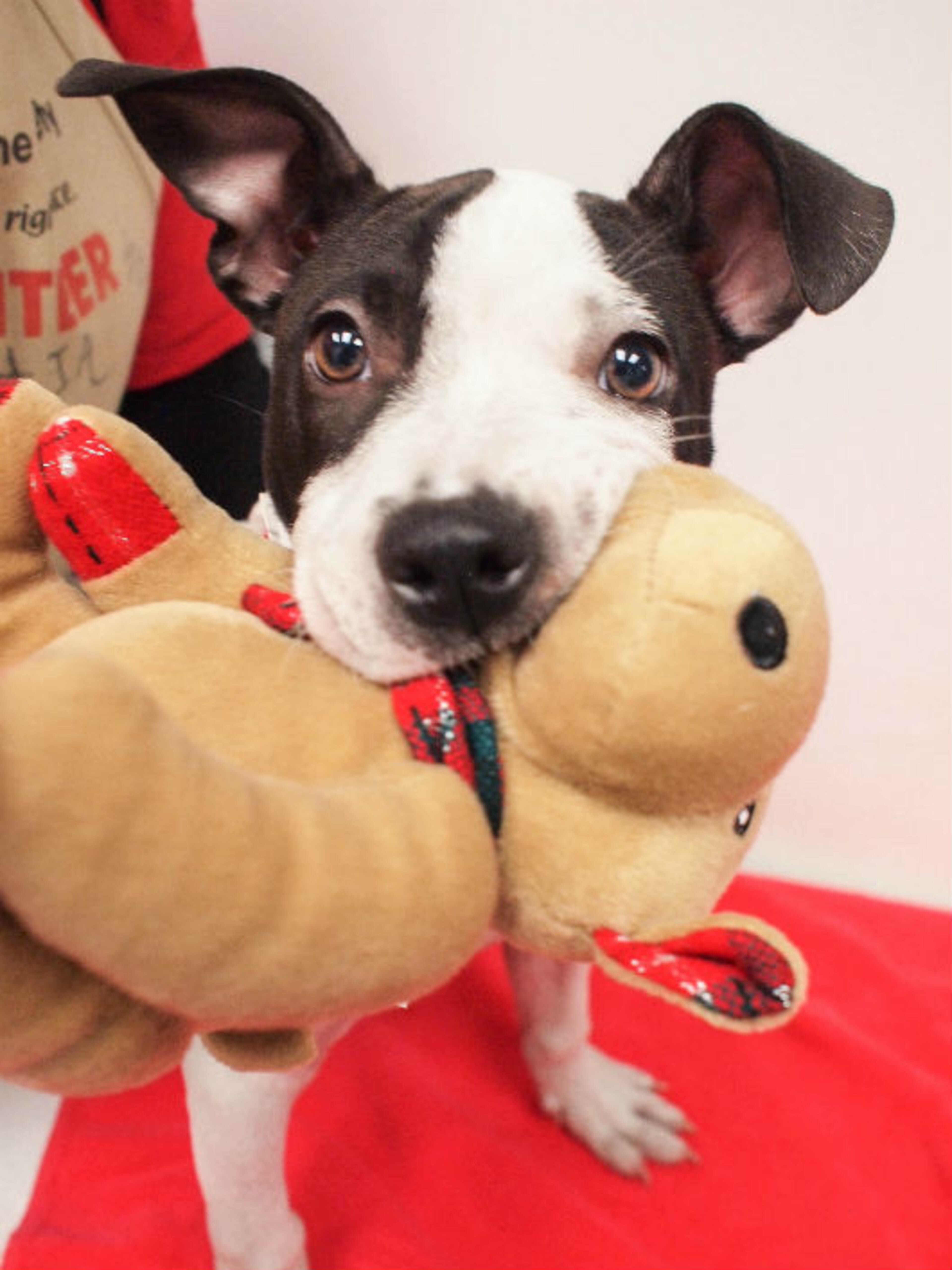 Give an animal a loving home this holiday. Hush is available for adoption at the Howell Mill location of the Atlanta Humane Society. Atlanta Humane Society places approximately 8,000 animals into forever homes each year. For additional information, please email contact@atlantahumane.org.