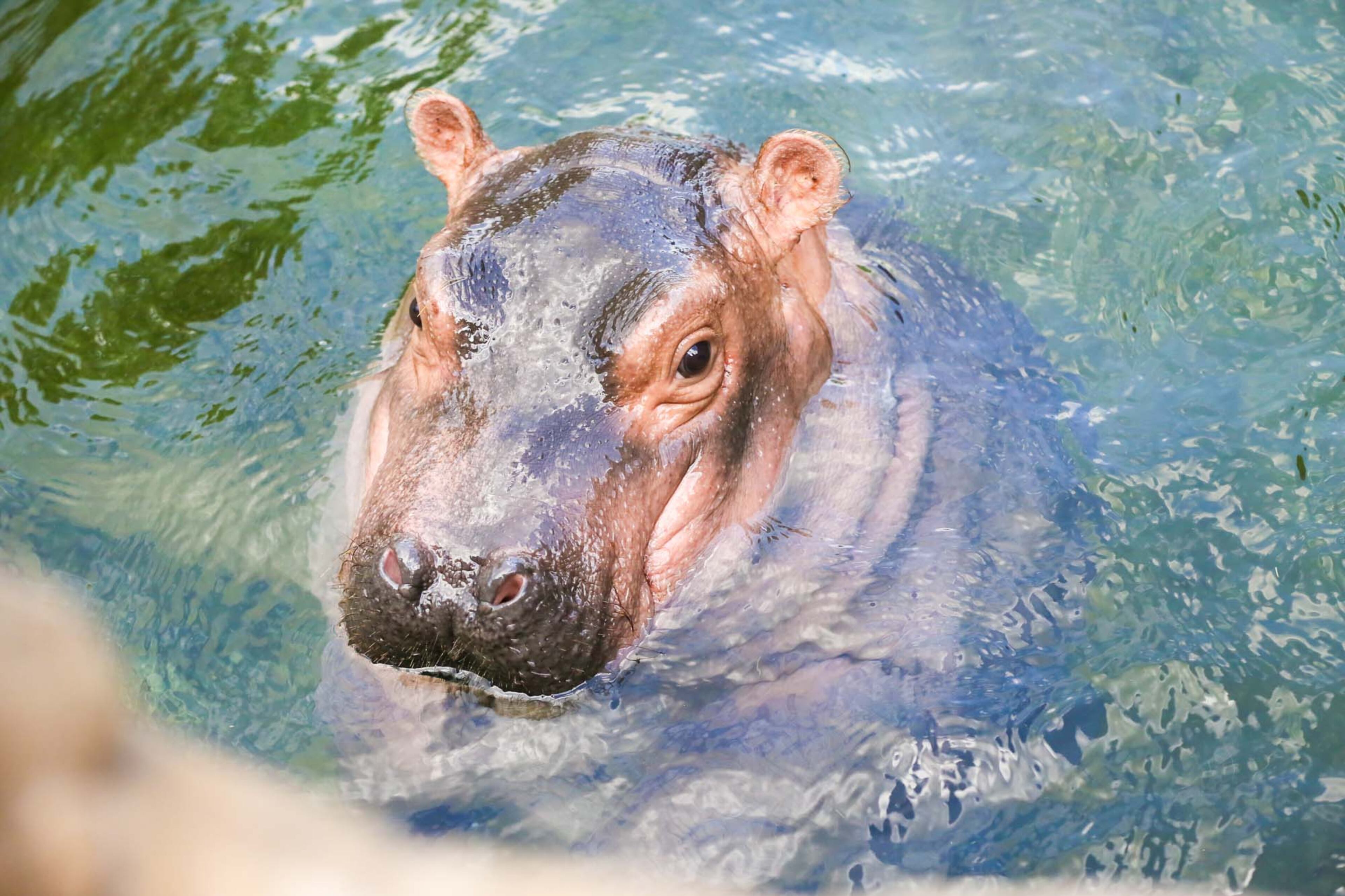 The Cincinnati Zoo and Botanical Garden has decided its popular baby hippo is ready for her close-up. Fiona is making her news media debut Wednesday evening with cameras rolling as she navigates the 9-foot-deep Hippo Cove pool. The zoo emphasizes she isnât ready for public display yet, but the media-only event is a step toward that. GREG LYNCH / STAFF