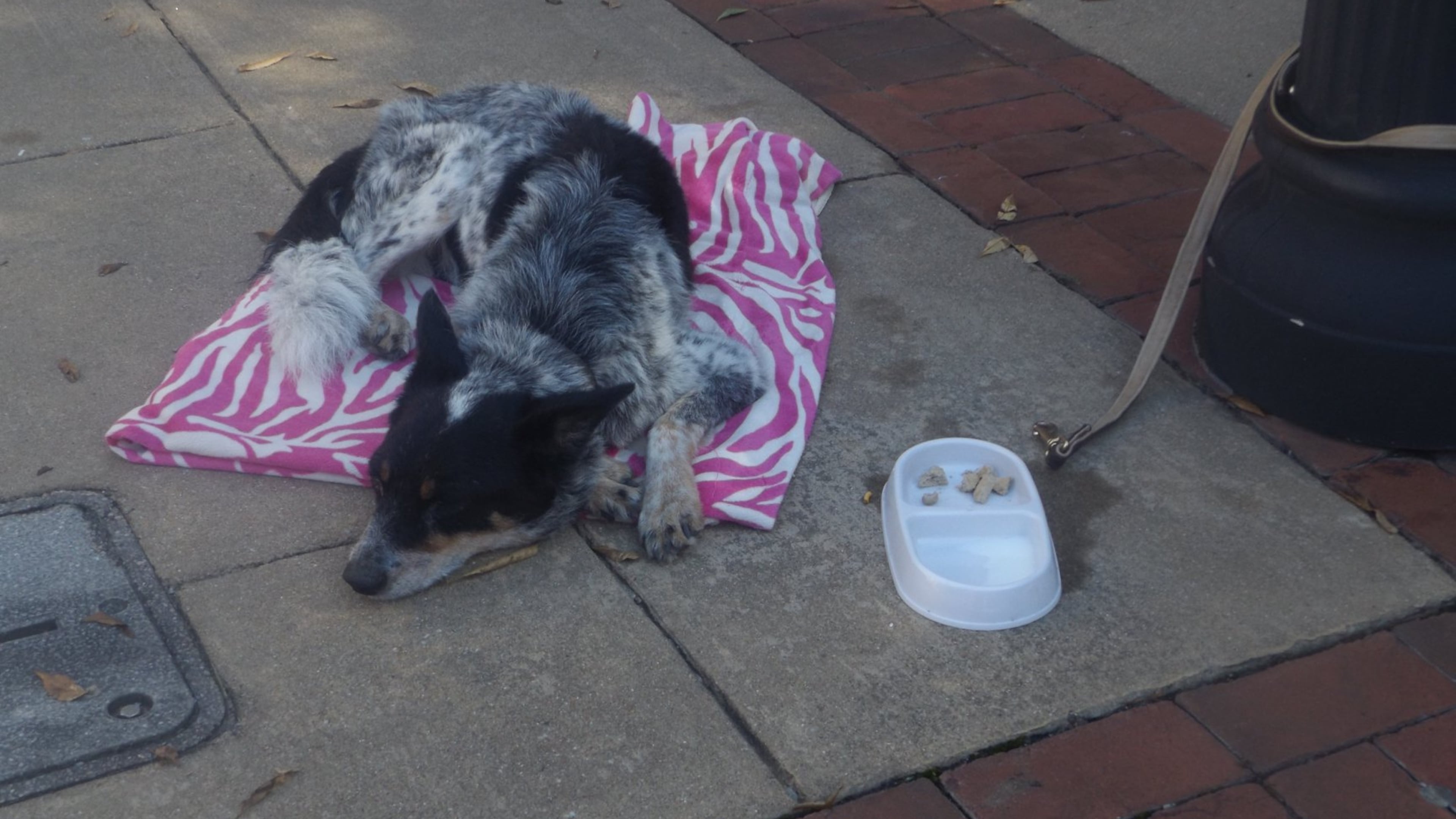 Beauty, a 4-year-old Spaniel mix, had cancer and a blood infection when Jon Schuck decided to adopt her and nurse her back to health. Not long after, Beauty died outside a popular Newnan coffee shop and Schuck was arrested on a charge of animal cruelty.