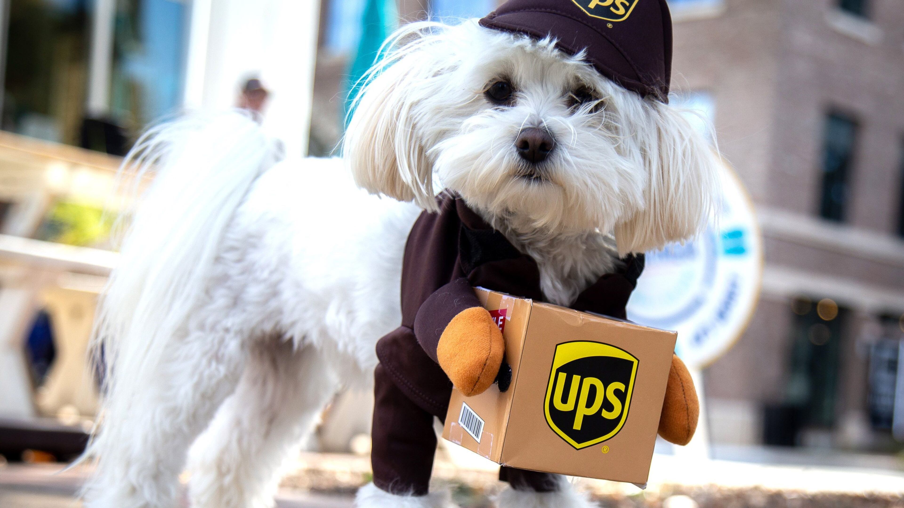 Dogs and their owners are welcome to Dogtober from 11 a.m. to 3 p.m. Oct. 28 at the Cumming Arts Center, 111 Pilgrim Mill Road, Cumming for pet photos and a costume contest. (Photo: Steve Schaefer for The Atlanta Journal-Constitution)
