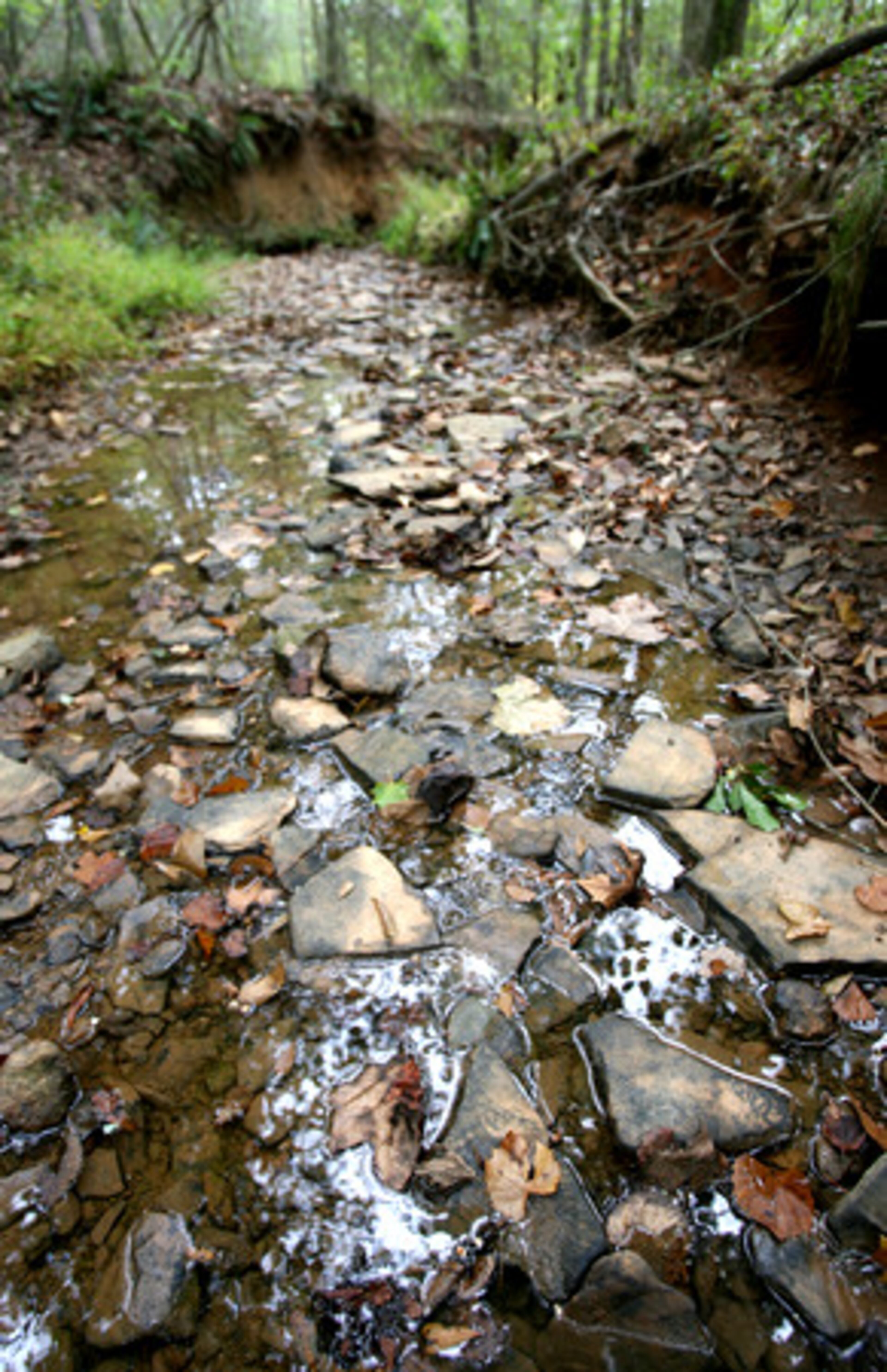 Lee Creek runs through the Forest, which was named in honor of the Thompson Mills Community, a prominent agricultural center at the turn of the century.
