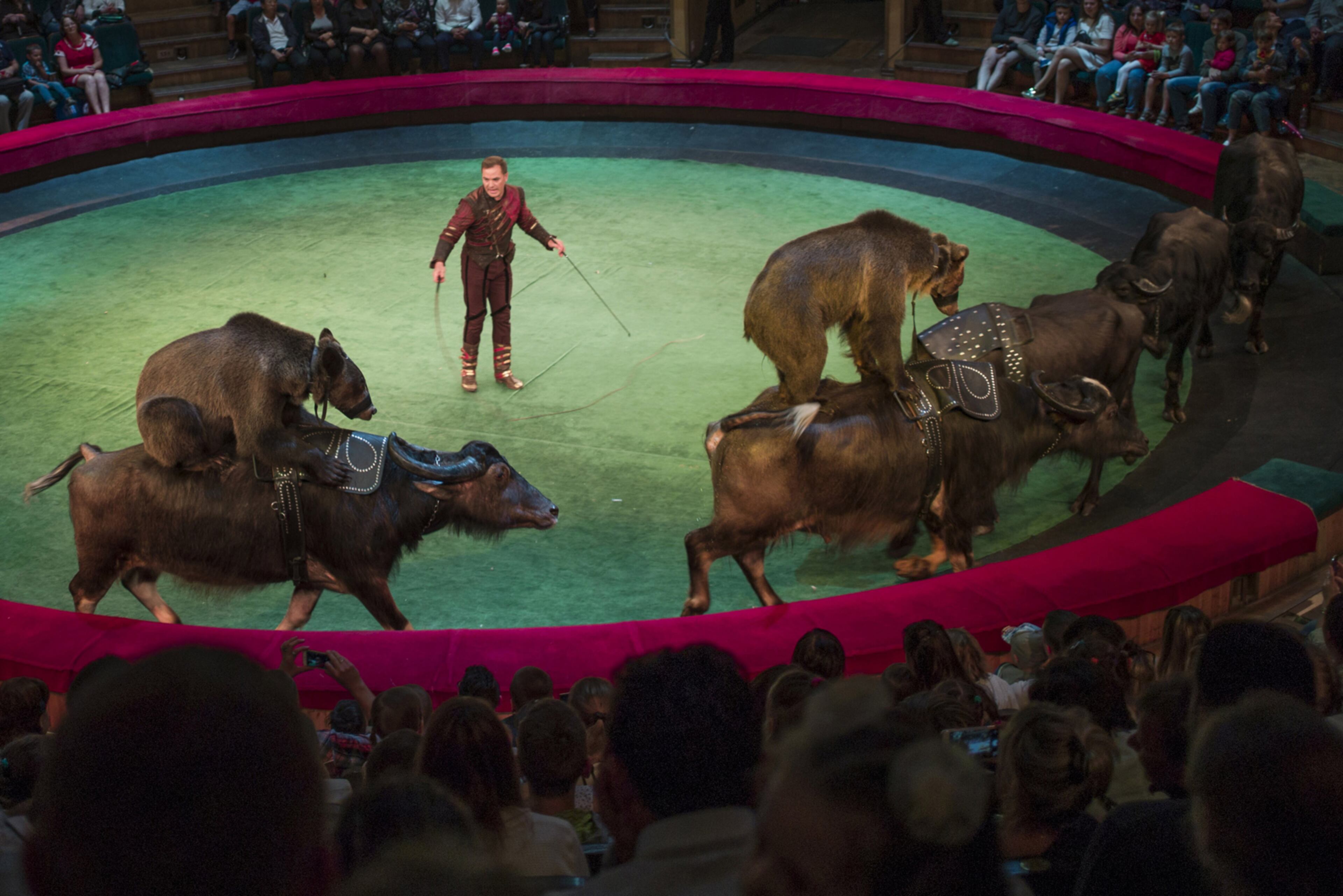 MINSK, BELARUS - JULY 03: Buffalo carry bears and dogs on their backs during a show at the Minsk State Circus on July 03, 2017 in Minsk, Belarus. The post-Soviet republic of Belarus, borders Poland to its West, Lithuania to its North West, Russia to its North East, and Ukraine to its South. A predominantly flat country of Lakes and Forests, home to Wolves, Brown Bears and EuropeÍs only population of Bison. The population is around 9.5 million people, and it often cited as being 'Europe's last Dictatorship'. Belarus' current President Alexander Lukashenko has been in power since 1994, winning his fifth term in October 2015 with 83.5 % of the vote. Visa restrictions to Belarus have recently been lifted, allowing citizens from the European Union, America and 51 other countries visa-free entry to the country for up to 5 days through Minsk International Airport. (Photo by Dan Kitwood/Getty Images)
