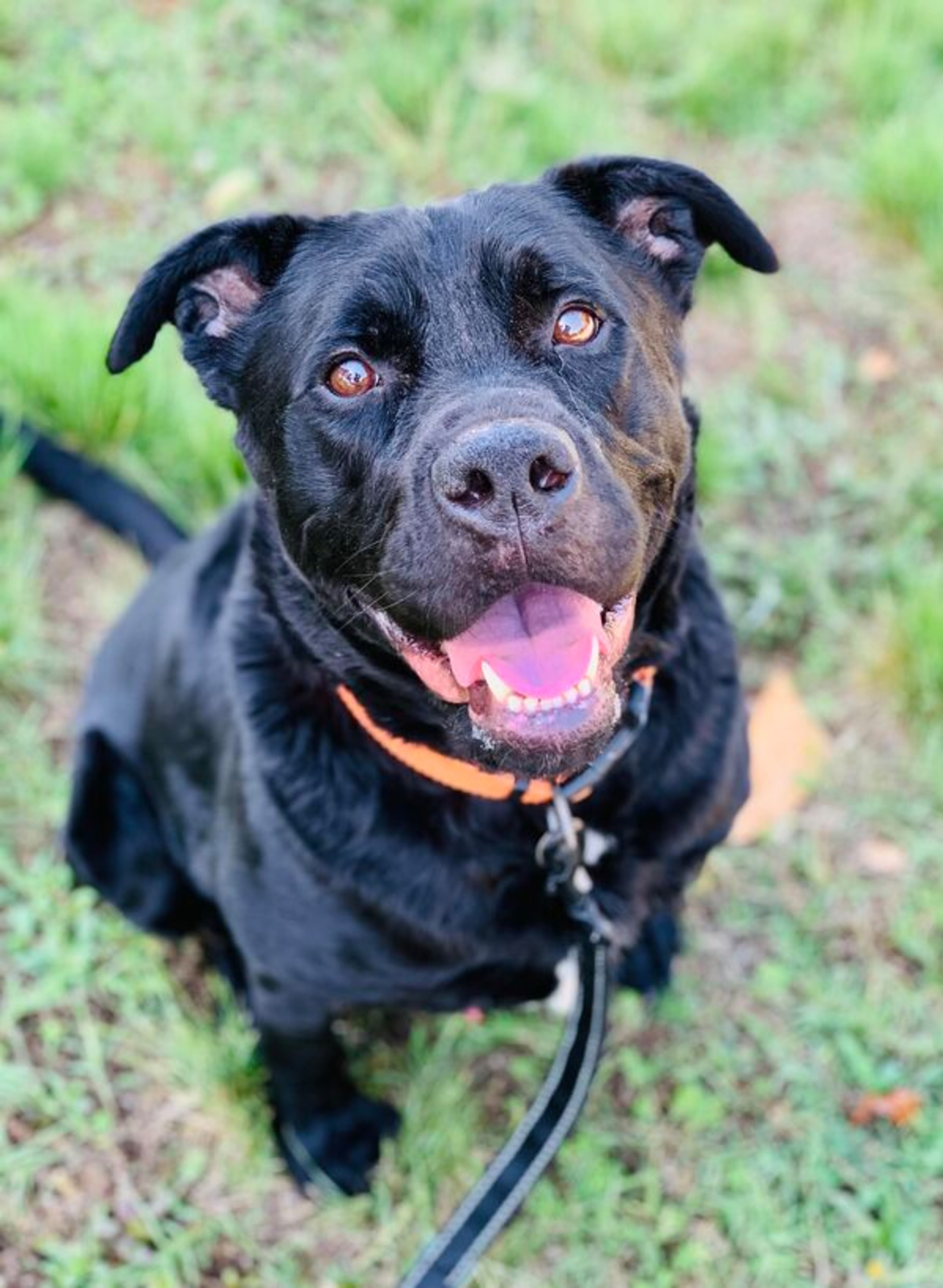 Courtesy of LifeLine Animal Project