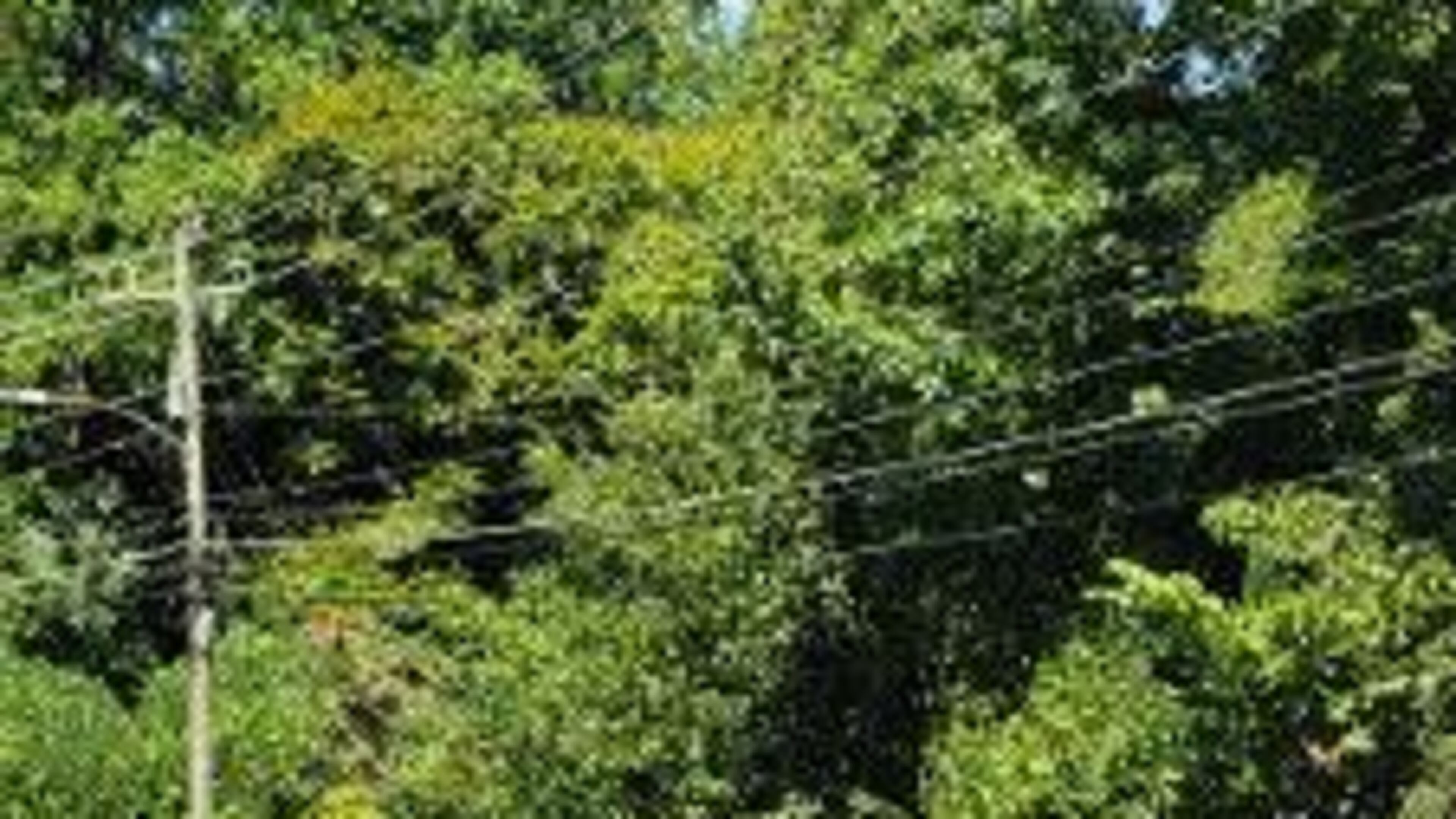 Tom Peterman found out more information about this dead tree.
