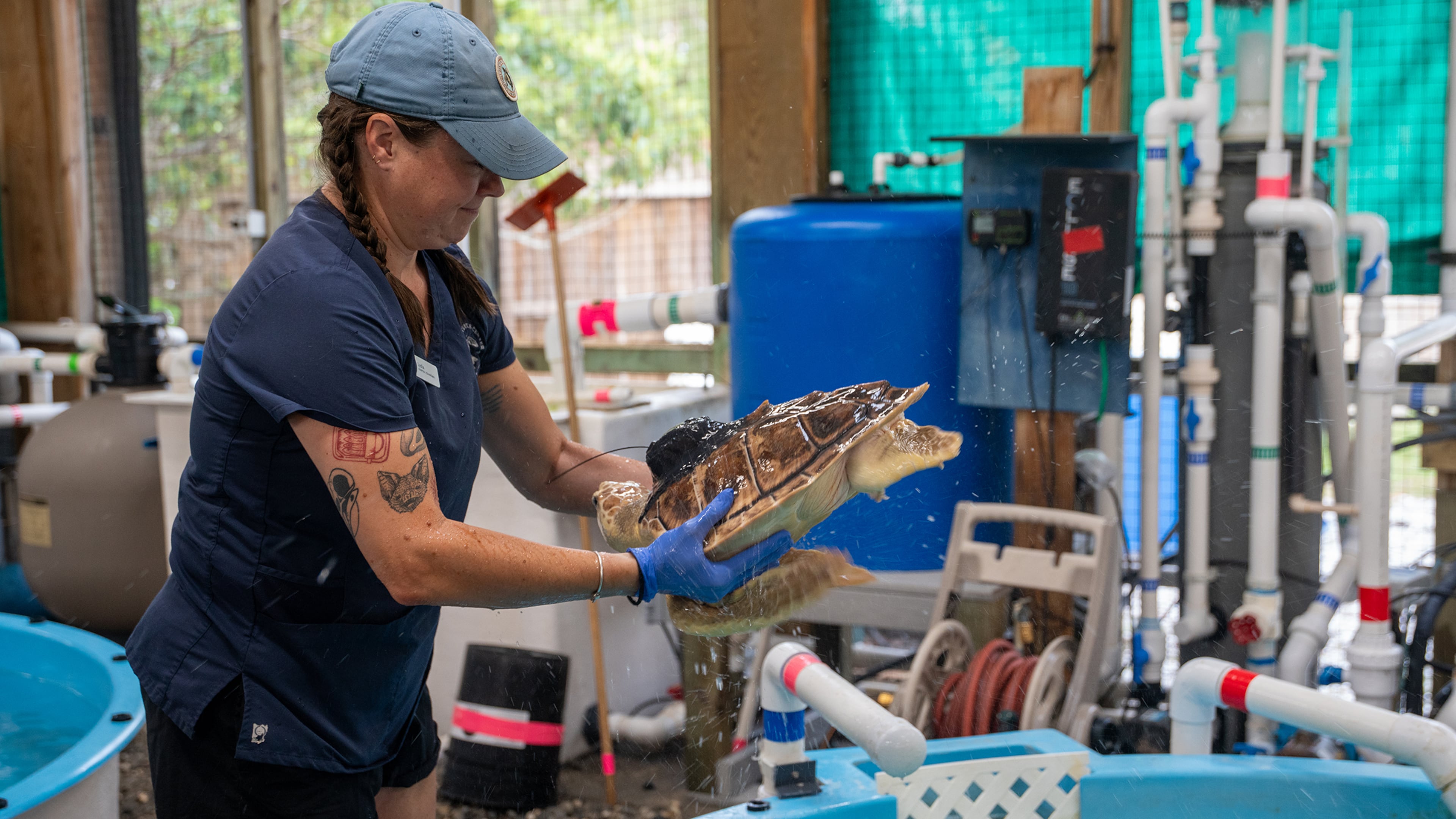 Earl Grey was nursed back to health at the Georgia Sea Turtle Center on Jekyll Island. (Courtesy of Georgia Sea Turtle Center)