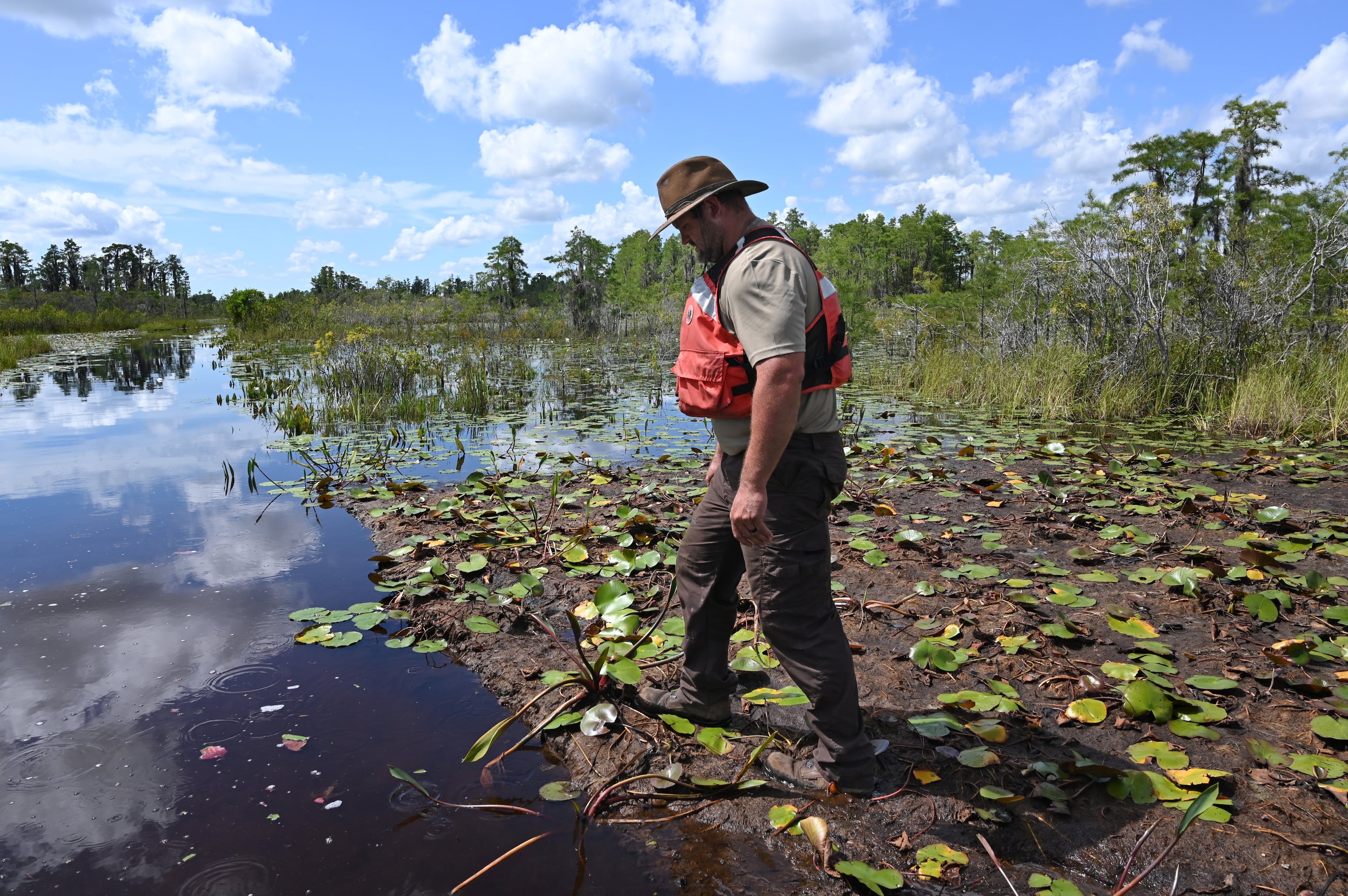 Zach Carter steps on a floating peat mat in the Okefenokee Swamp. Earlier this summer, land next to the swamp that was slated for a titanium mine was purchased by The Conservation Fund, spelling an end to a project some had feared could irreparably damage the fragile ecosystem.(Hyosub Shin/AJC)