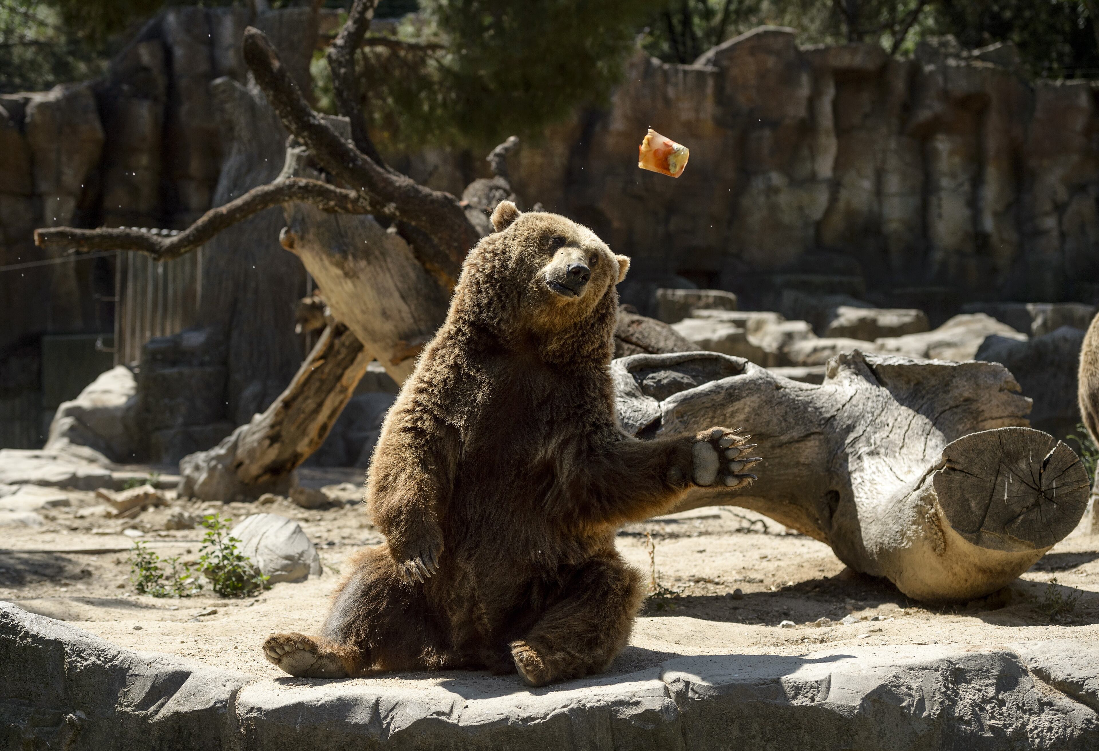 A frozen fruit is thrown by an employee to a grizzly bear on a hot summer day at Madrid's zoo on July 2, 2015. Spain is heading for a new heatwave which will last for at least nine days and extend to the rest of Europe, the national weather office said on July 1. (Photo credit should read DANI POZO/AFP/Getty Images)