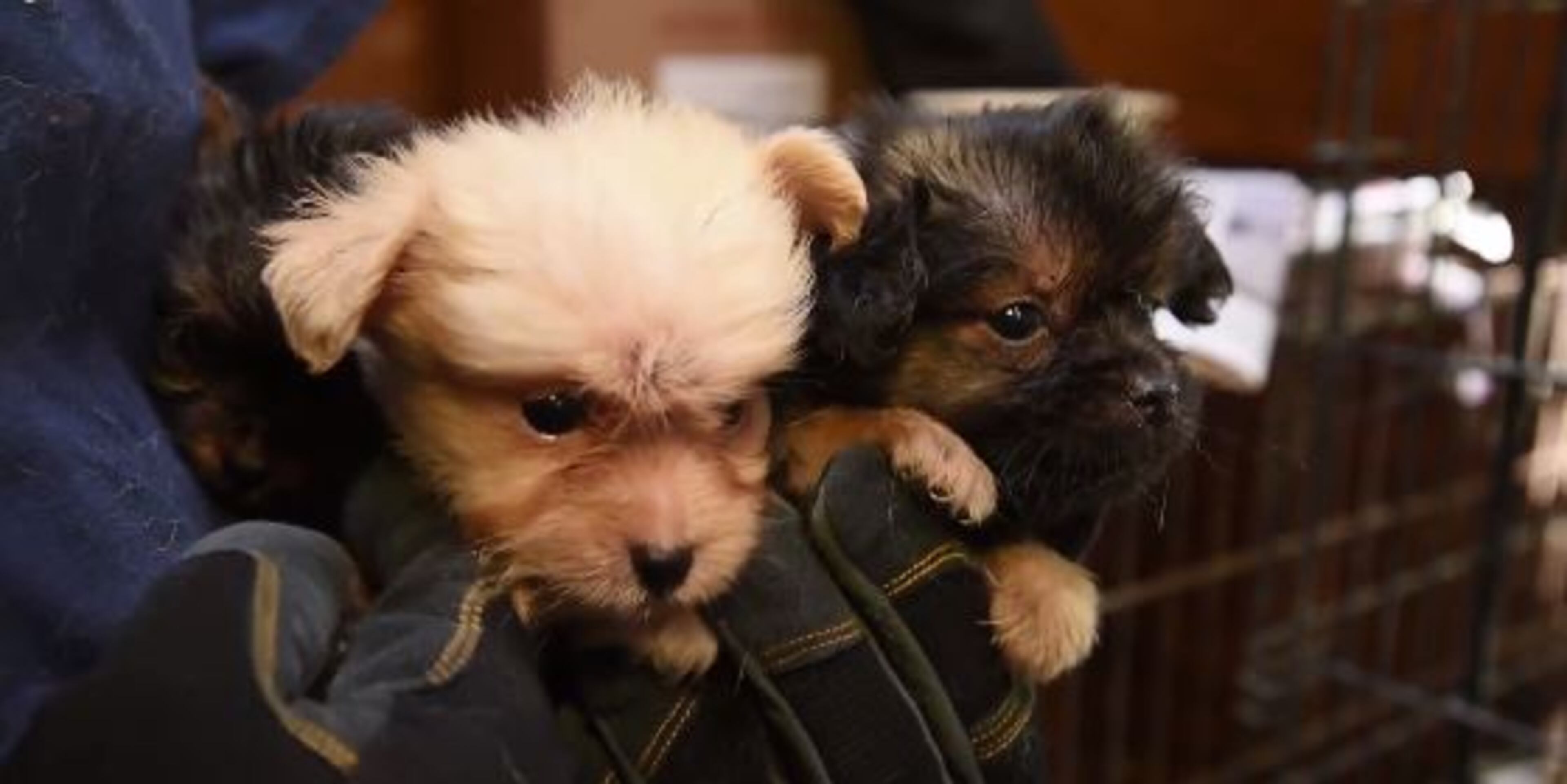Several animals were rescued from 'deplorable' conditions they survived in Habersham County. (Credit: Frank Loftus/ The HSUS)