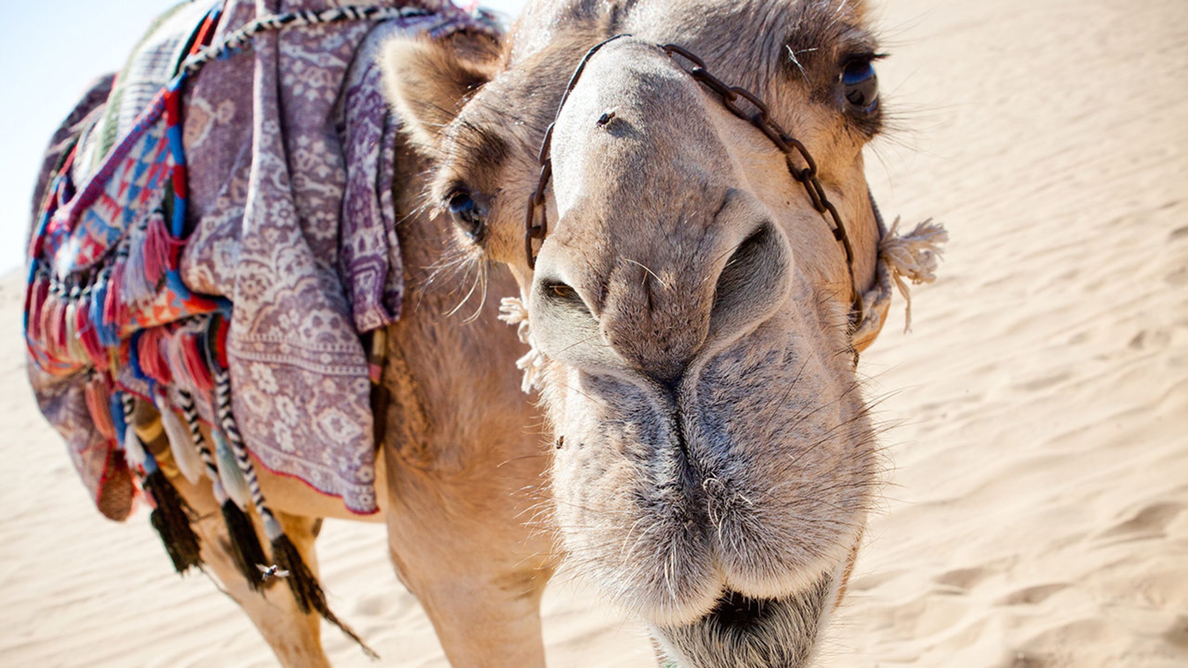 Police say a Florida woman bit a camel at a Louisiana truck stop (not pictured).