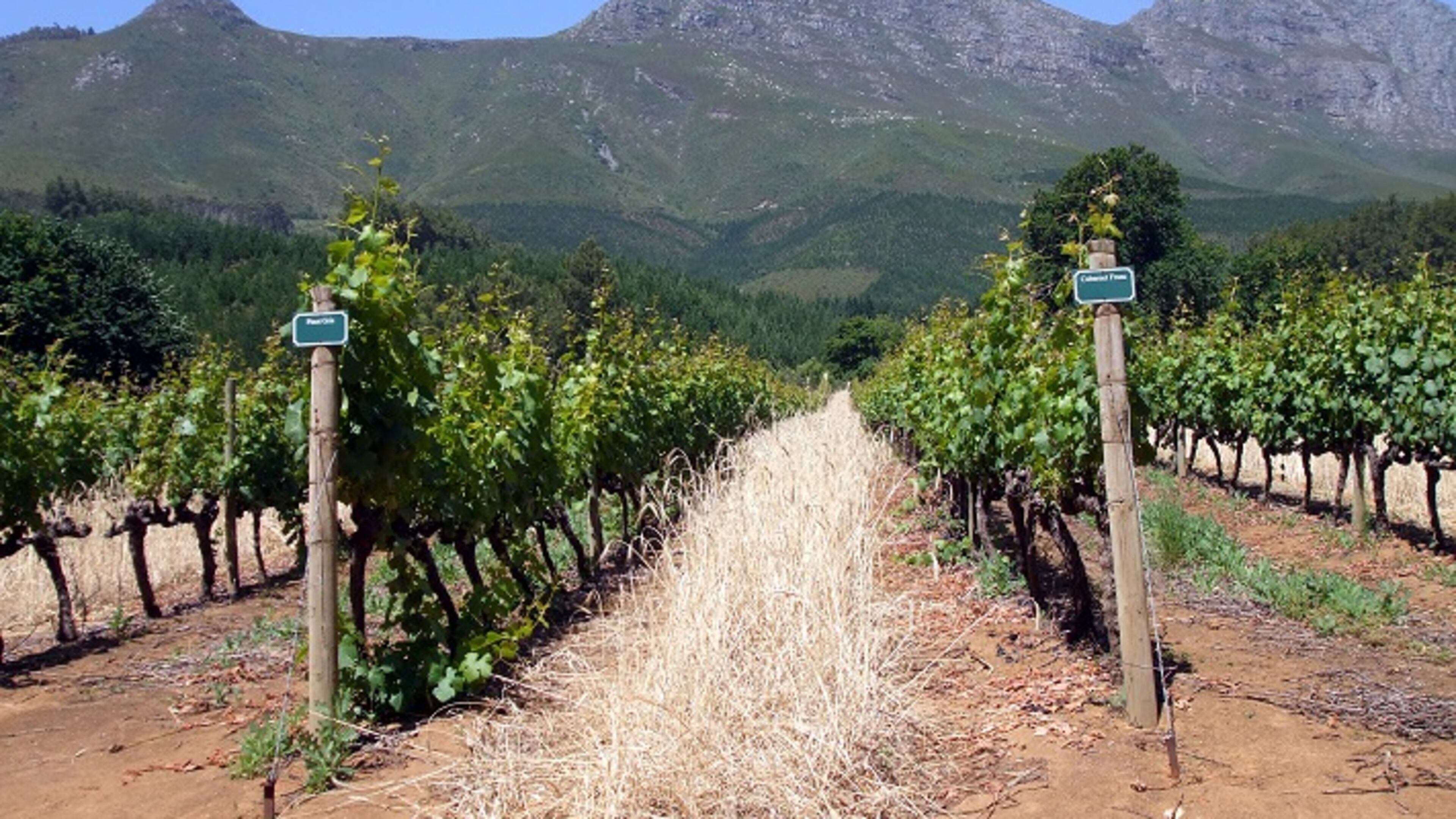 Rows of vines in the Cape winelands, Cape Town, South Africa. (Anne Giliam/Dreamstime/TNS)