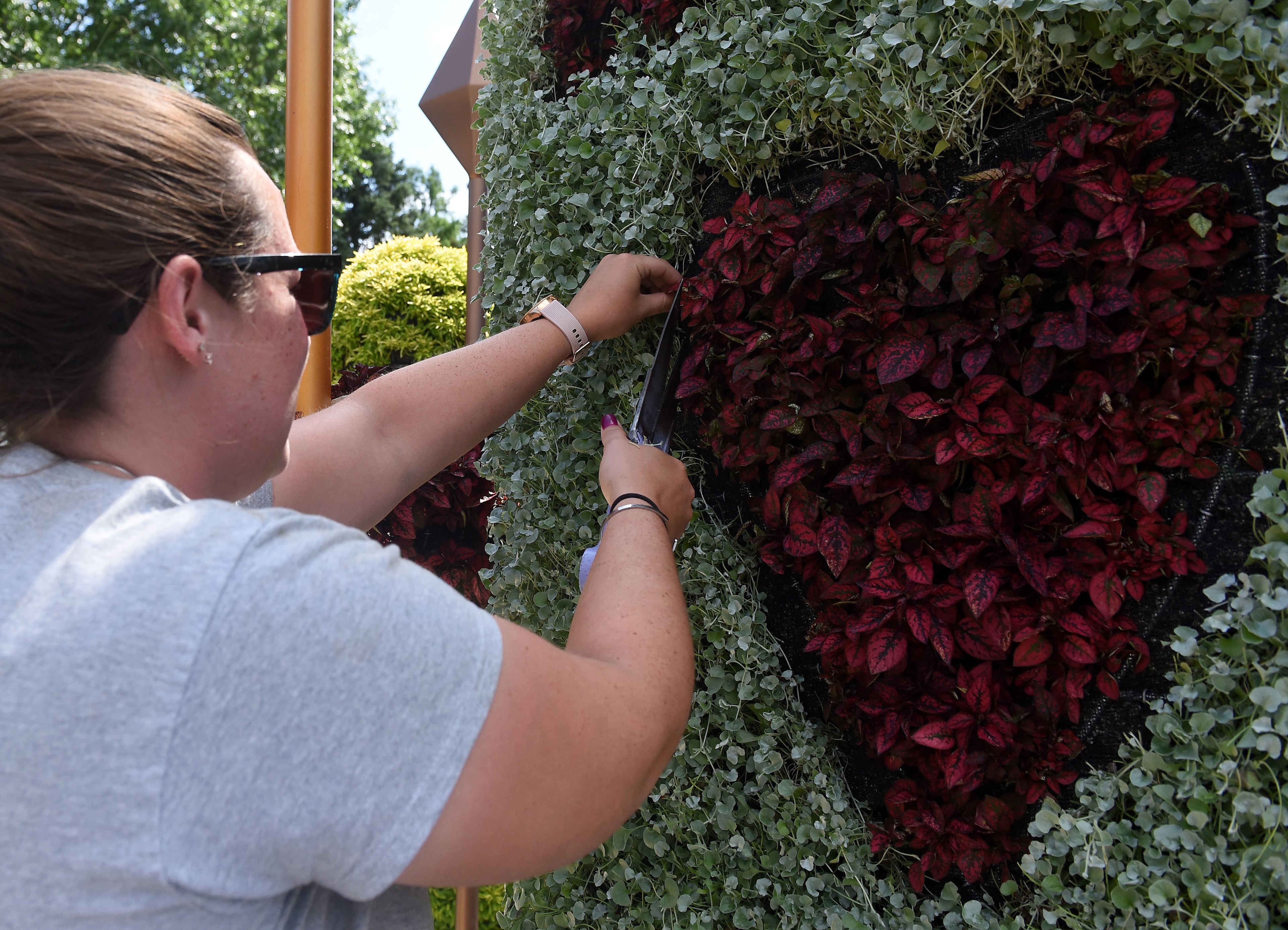 A worker makes last minute pruning adjustments to the Atlanta Botanical Garden's new plant sculpture exhibit "Alice in Wonderland. RYON HORNE / RHORNE@AJC.COM