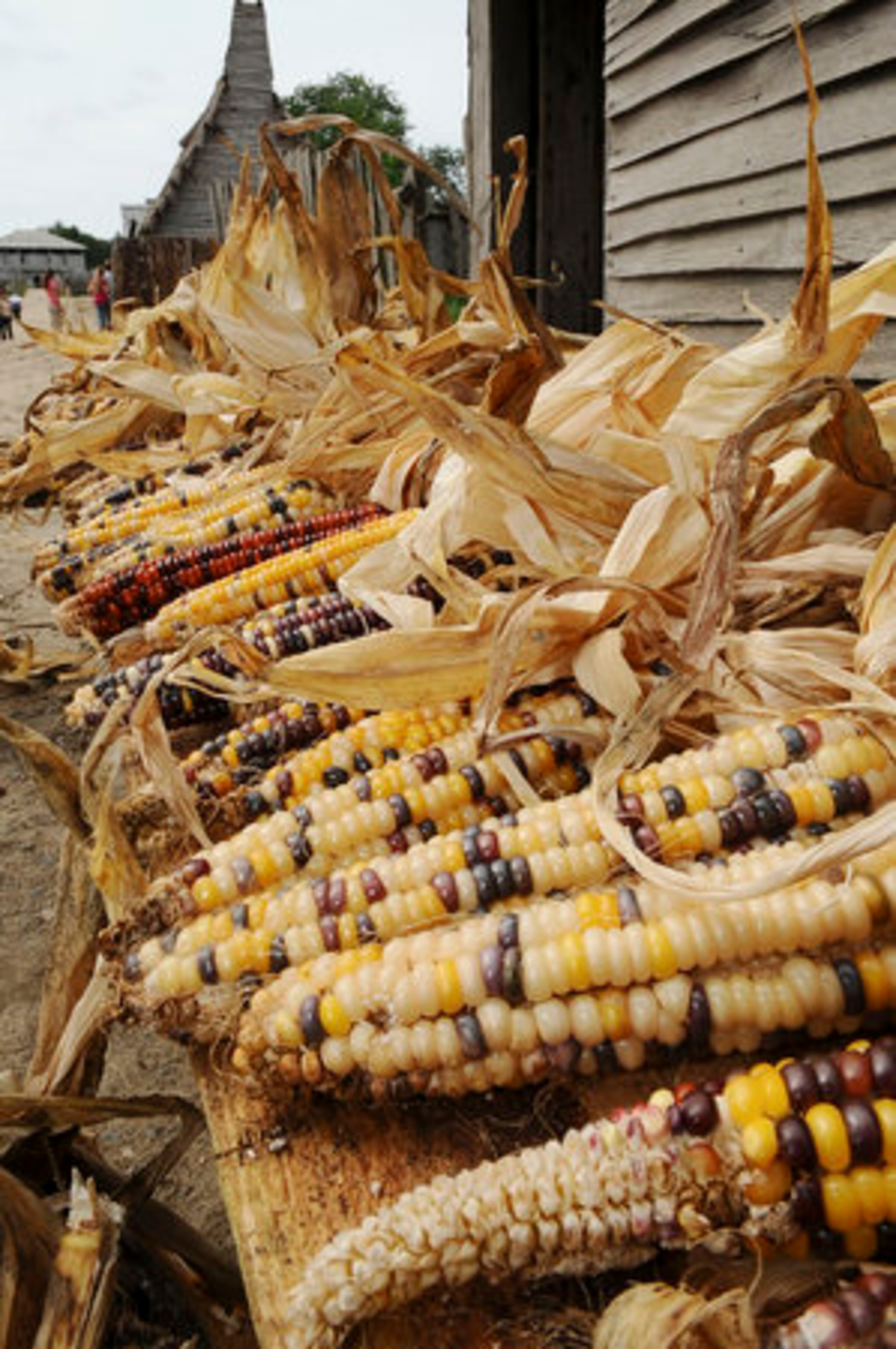 Corn, one of the Pilgrims' staples, sits ready at Plimoth Plantation. The attraction reenacts the way the early settlers cooked, farmed, lived and gossiped.