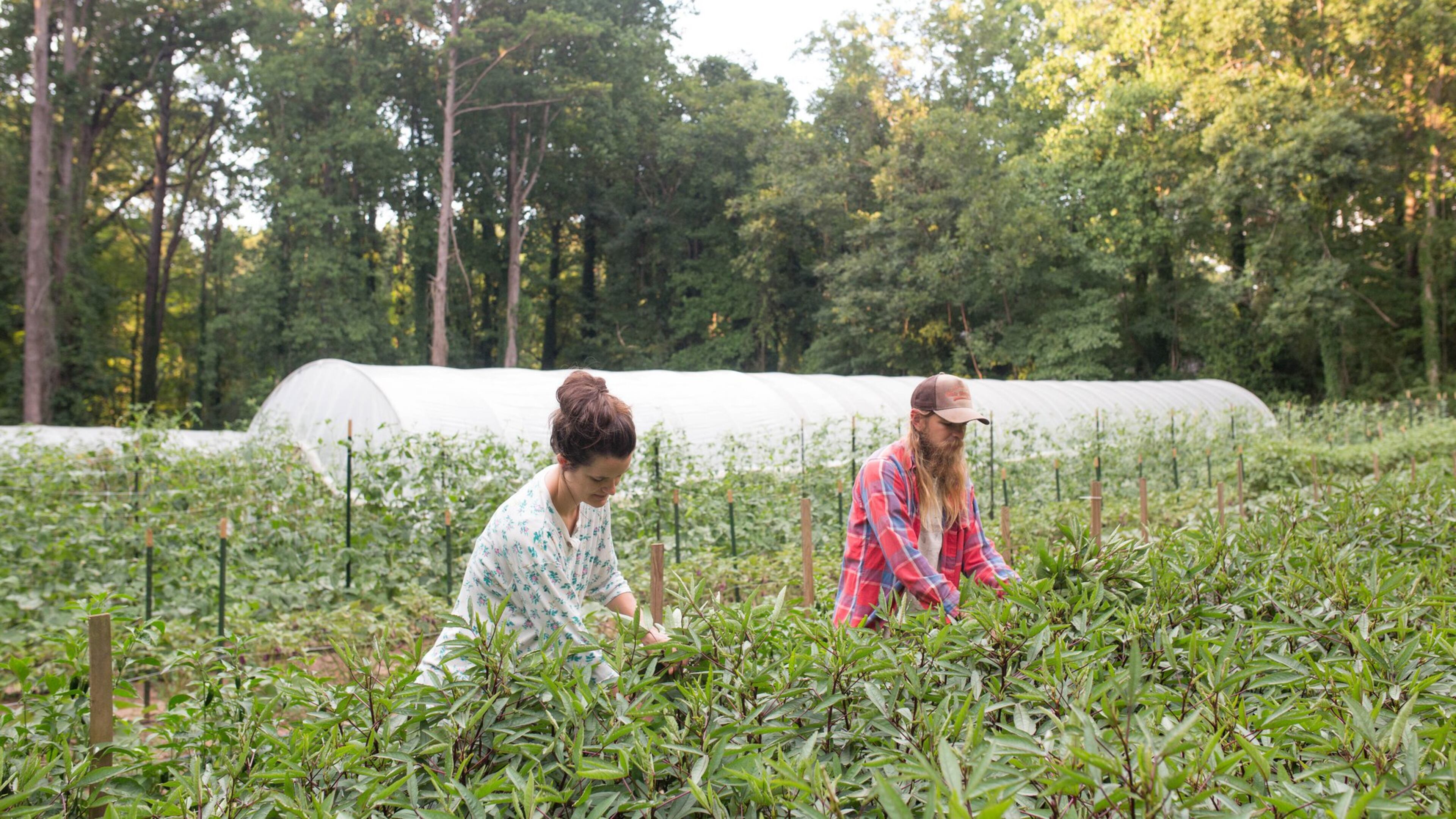 A few miles from its Clarkston packing facility, Fresh Harvest farms on a little less than an acre, producing crops for sale to its customers, as well as providing demonstration garden space. CONTRIBUTED BY FRESH HARVEST