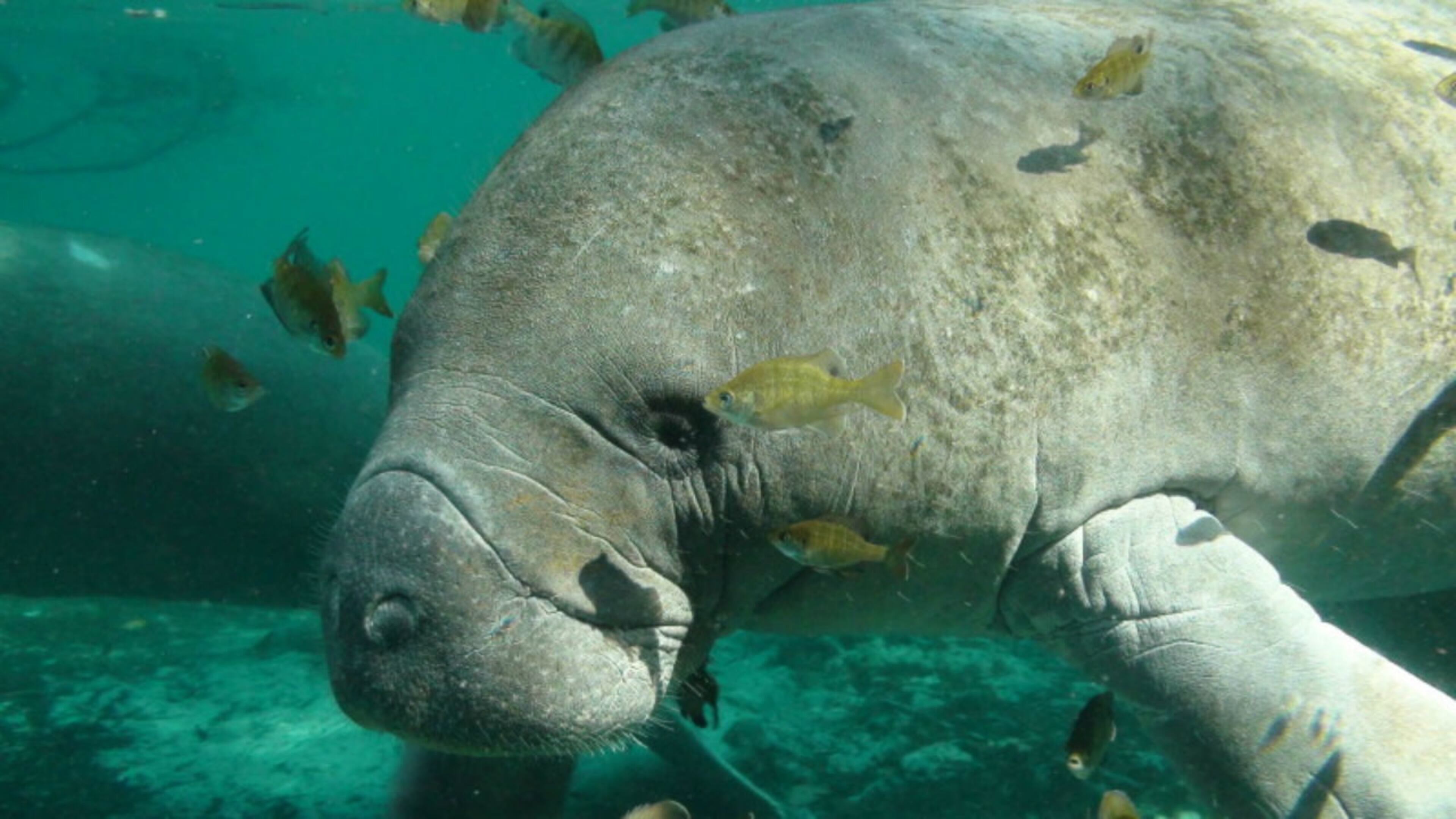 FILE PHOTO: A Virginia Beach boater got a rare sight when he caught a manatee slurping water from a hose running off the side of his pontoon boat.