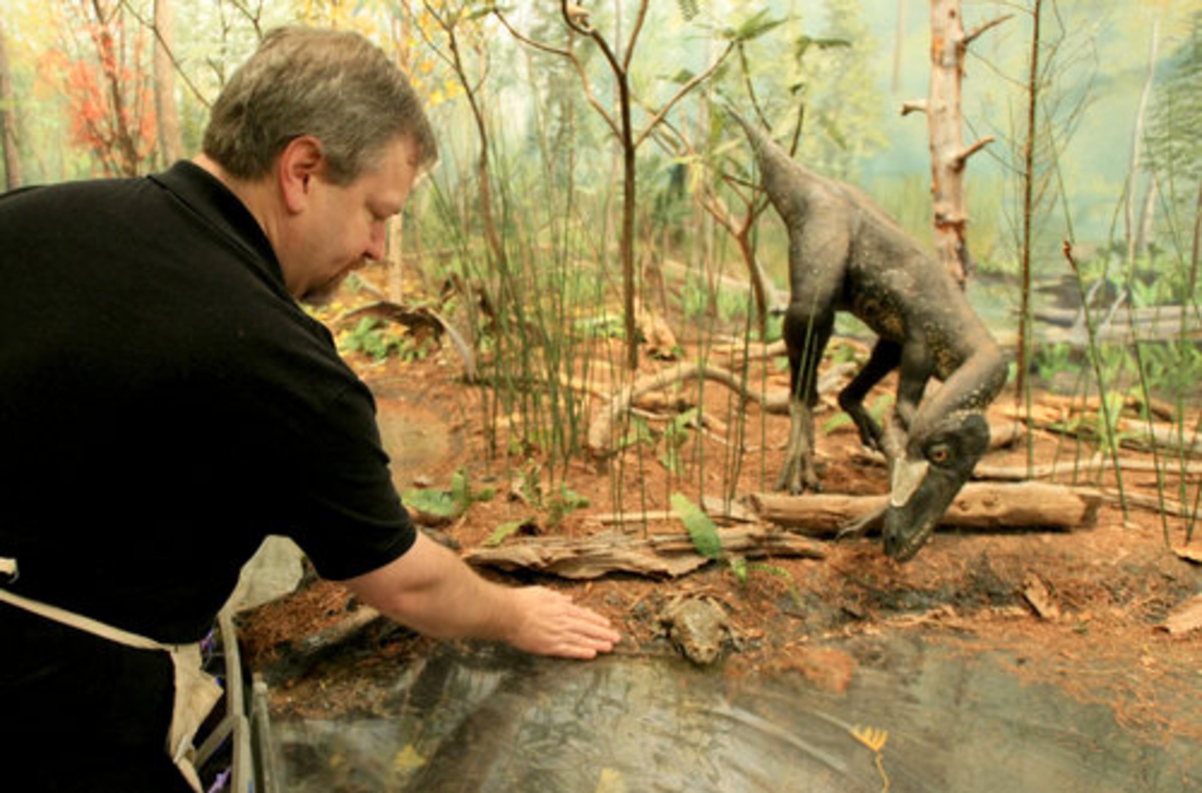 Working in the Liaoning Forest, James Hays VP of exhibitions for Fernbank puts on the finishing touches near a 130 million-year-old likeness model of a Dilong Paradoxus from Asia.