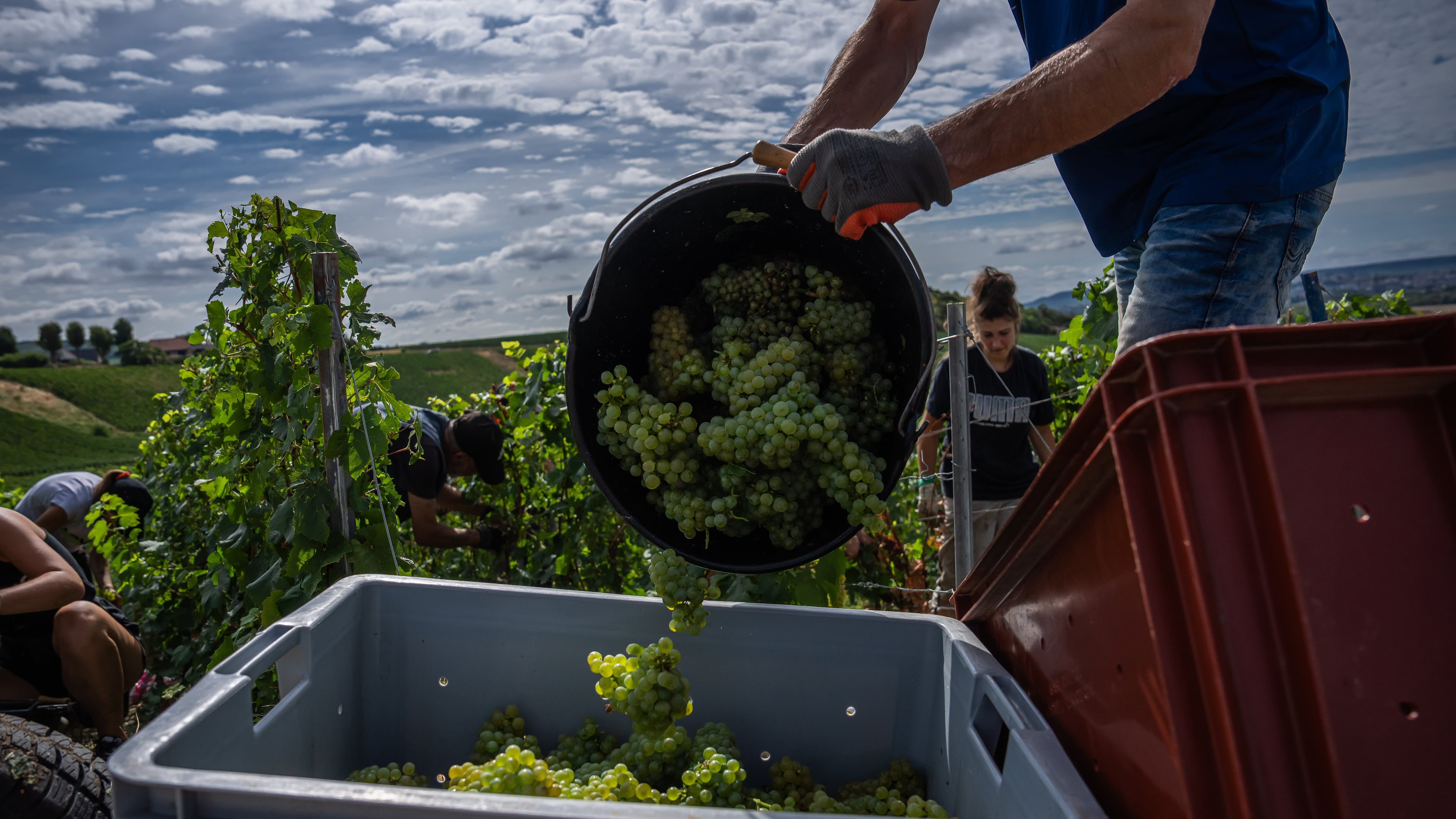 A grape-picker puts Chardonnay grapes into a crate on a plot of the Gobillard vineyard in Hautvillers, Champagne region, France, Tuesday, Aug. 18, 2026. (AP Photo/Aurelien Morissard)