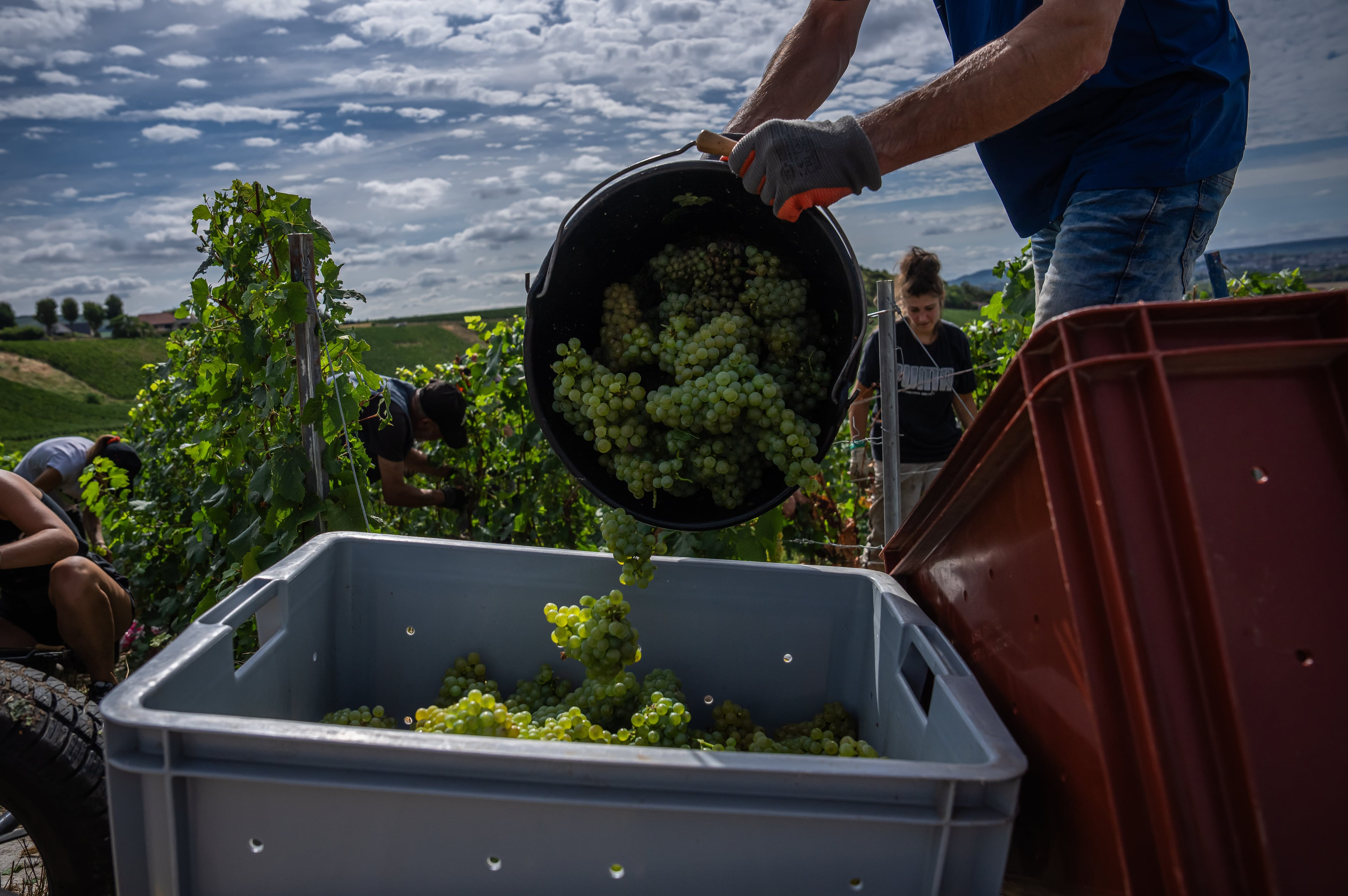 France Champagne Harvest