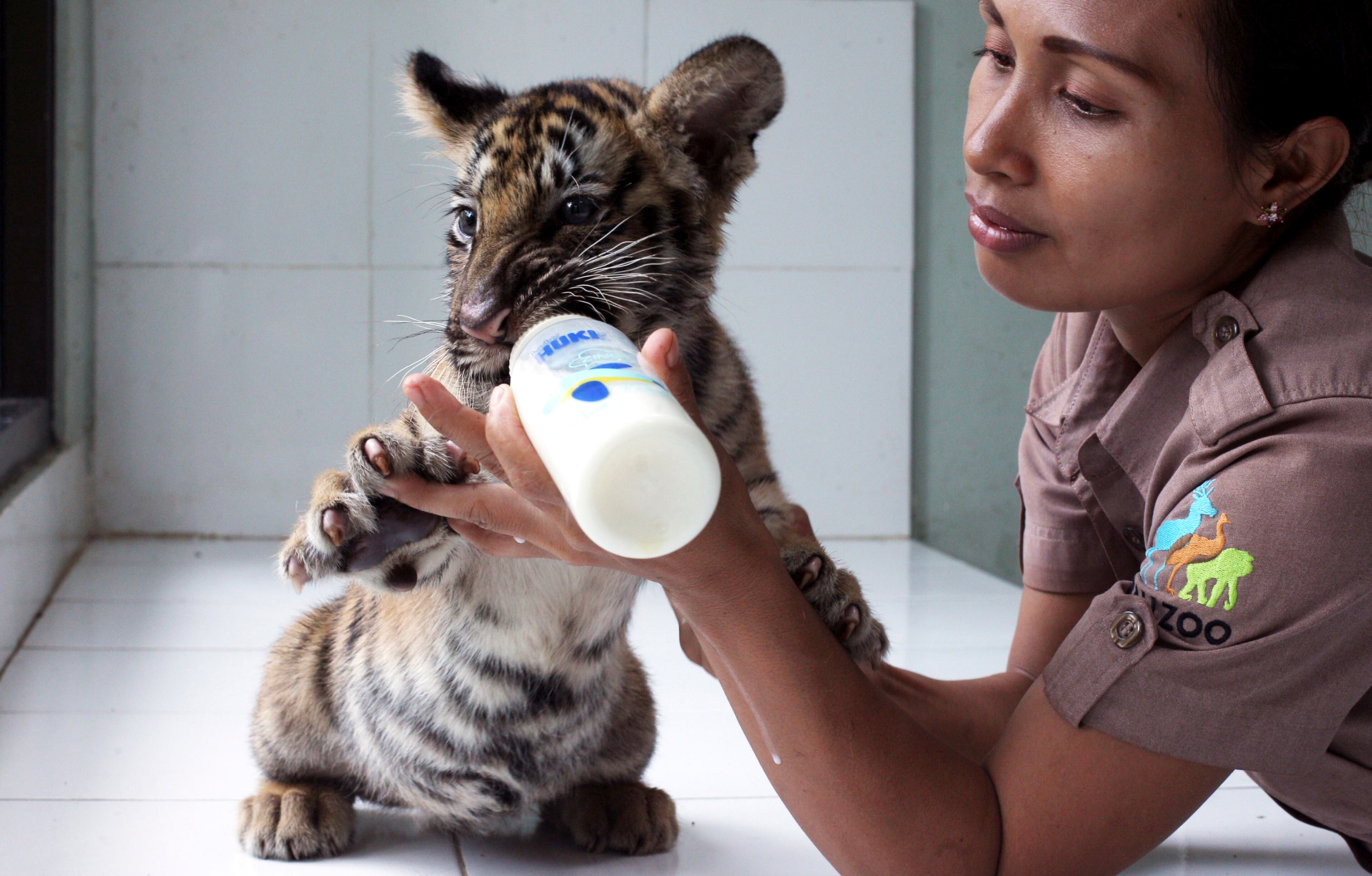 A zookeeper feeds Sari, two-month-old Bengal tiger cub, at a nursery in Bali Zoo in Bali, Indonesia, Monday, Jan. 16, 2017. Sari was born on November 9 last year. (AP Photo/Firdia Lisnawati)