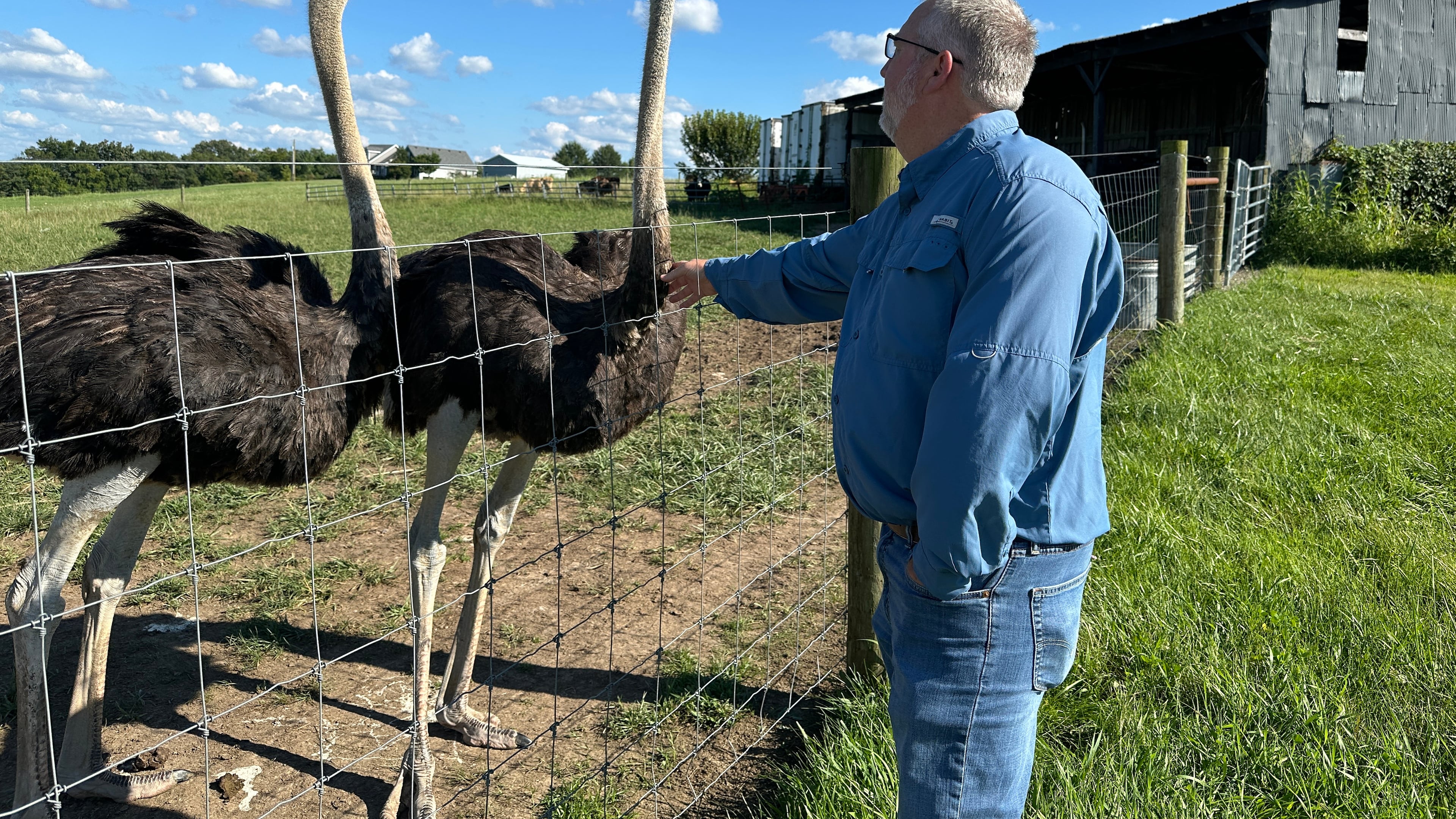 In this photo taken with a smartphone, Brent Williams, who suffers from the tick bite allergy known as alpha gal syndrome, pets an ostrich at Alpha Roost Farms in Danville, Ky., on Tuesday, Aug. 18, 2026. (AP Photo/Dylan Lovan)
