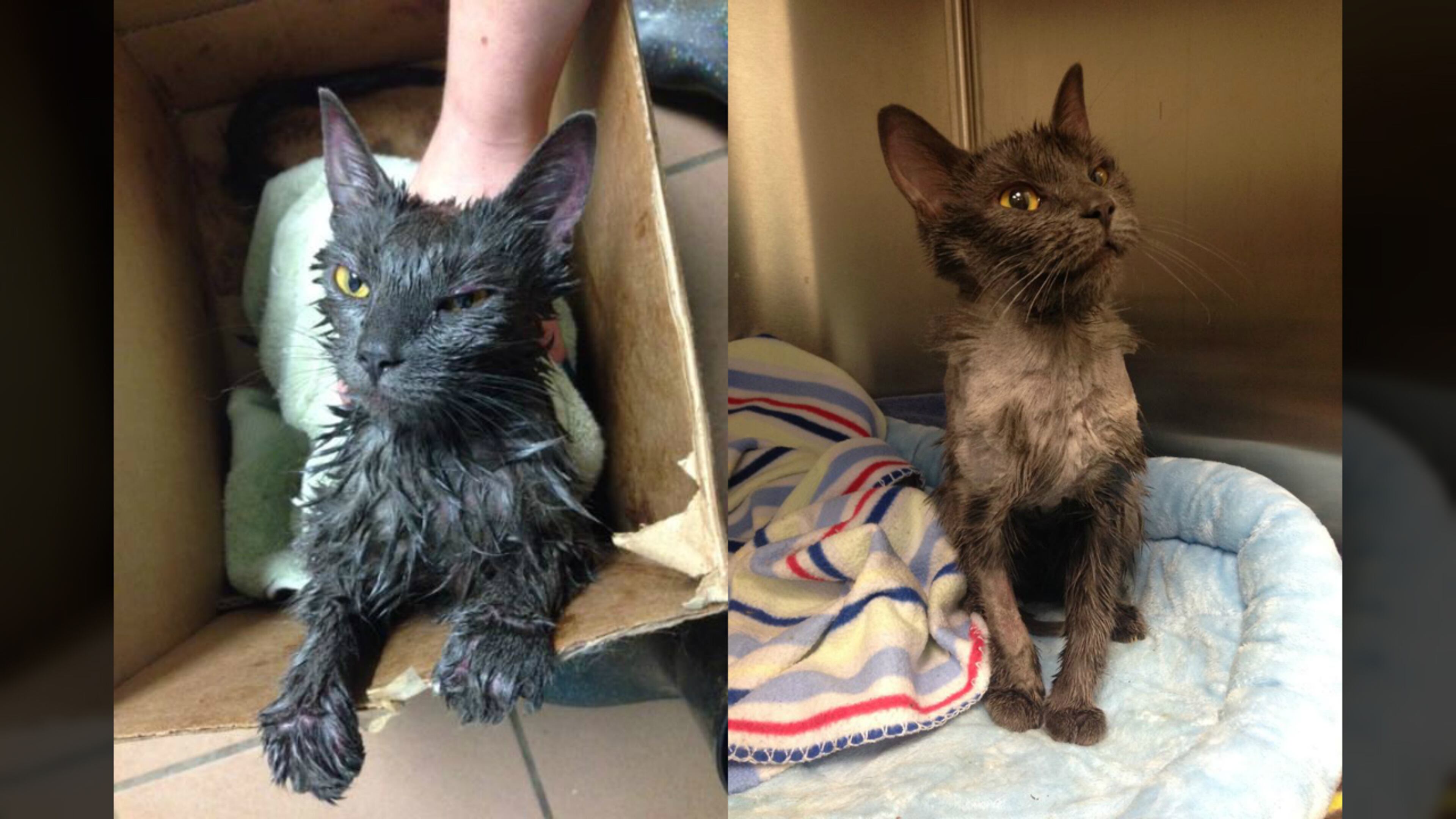 Two trash collectors found a cat in the back of their garbage truck in Berks County, Pennsylvania, on Tuesday April 4, 2017.