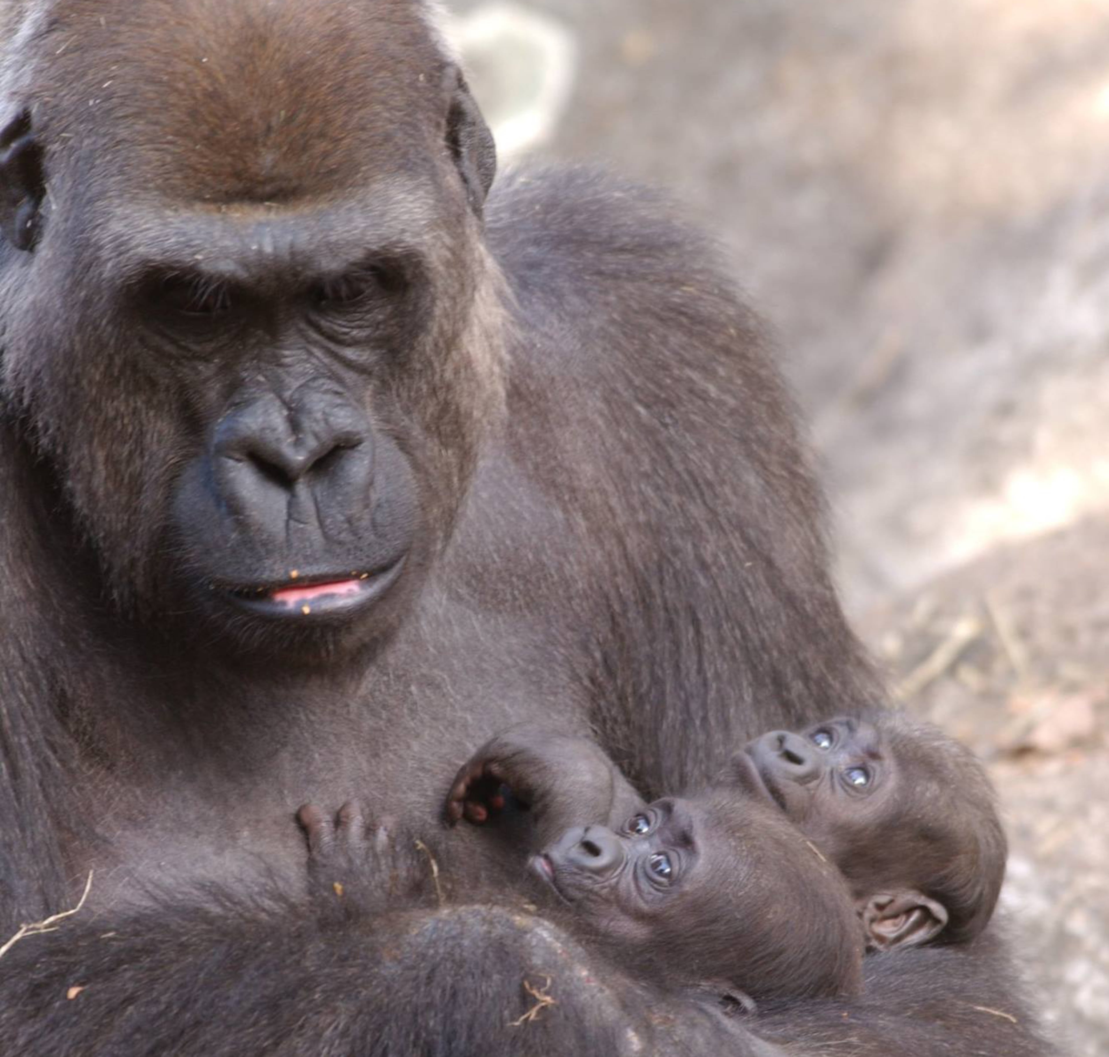 Western lowland gorilla Kuchi with her twins, Kali and Kazi.