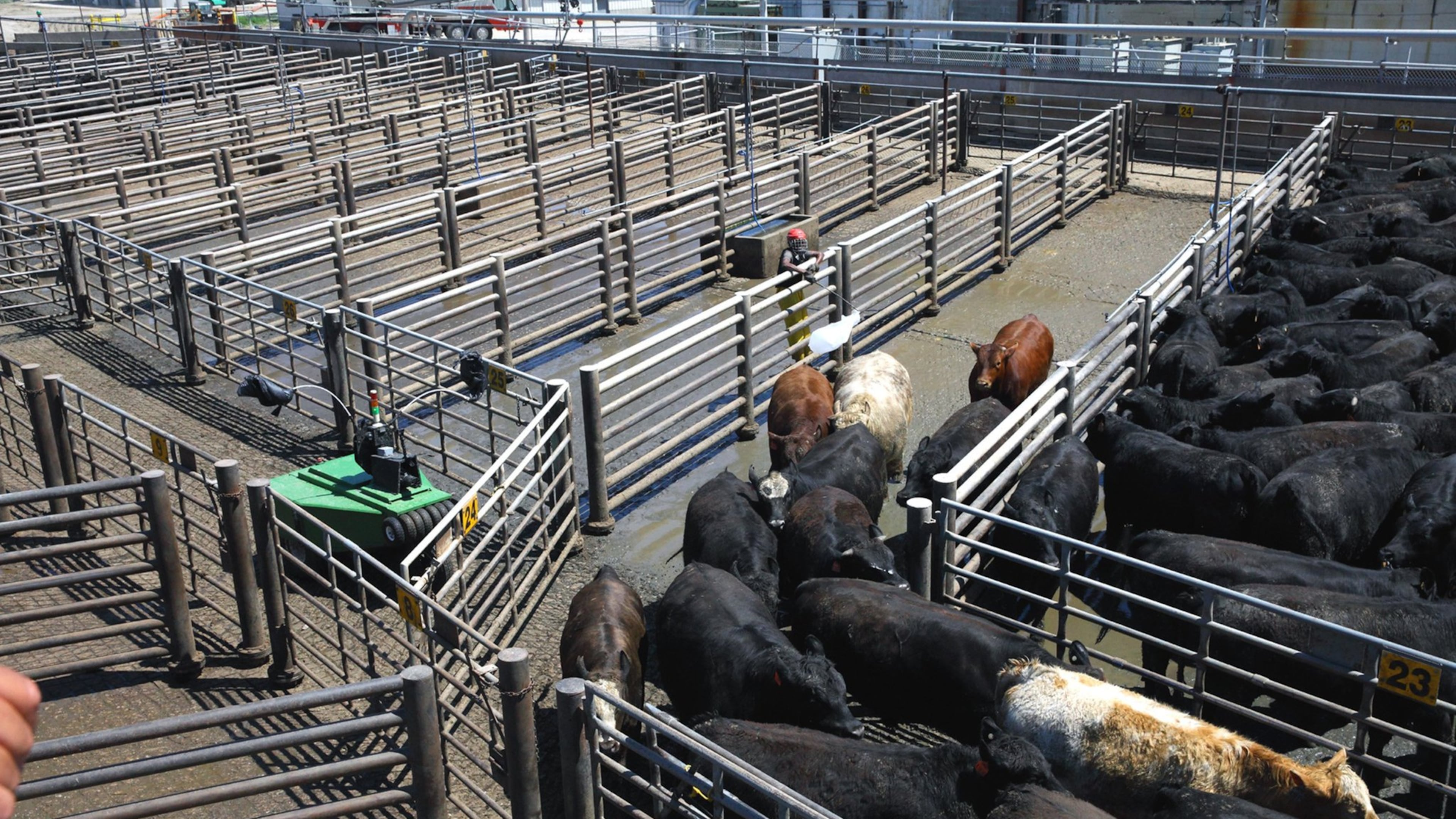 Cargill Inc., one of the nation s largest producers of beef, has developed a robotic cattle driver used to herd the large mammals from the pen to processing plant. (Cargill)