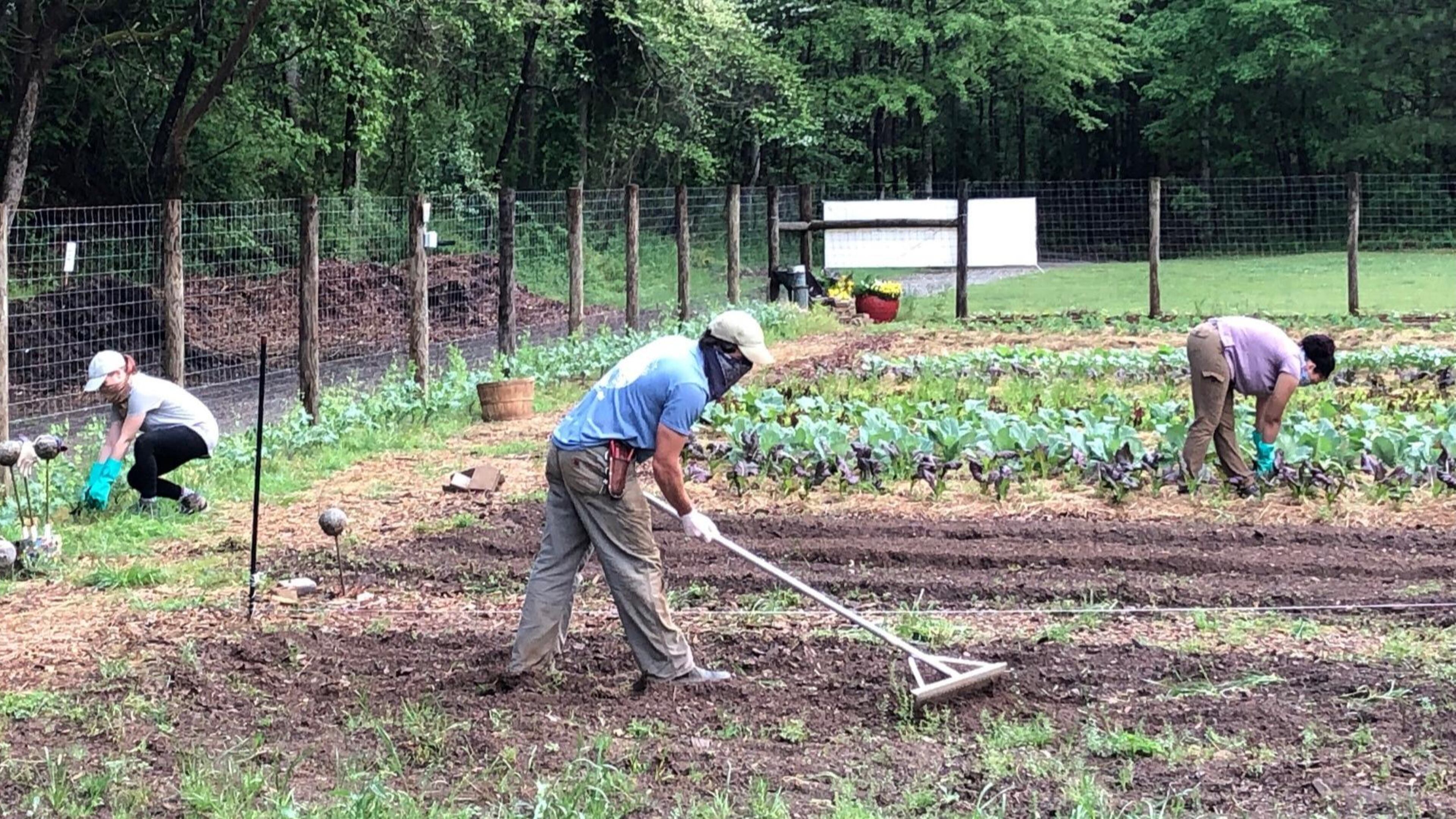The staff at the Chattahoochee Nature Center work at the Unity Garden, which produces hundreds of pounds of vegetables for the North Fulton Community Charities every week. CONTRIBUTED: JULIE HOLLINGSWORTH