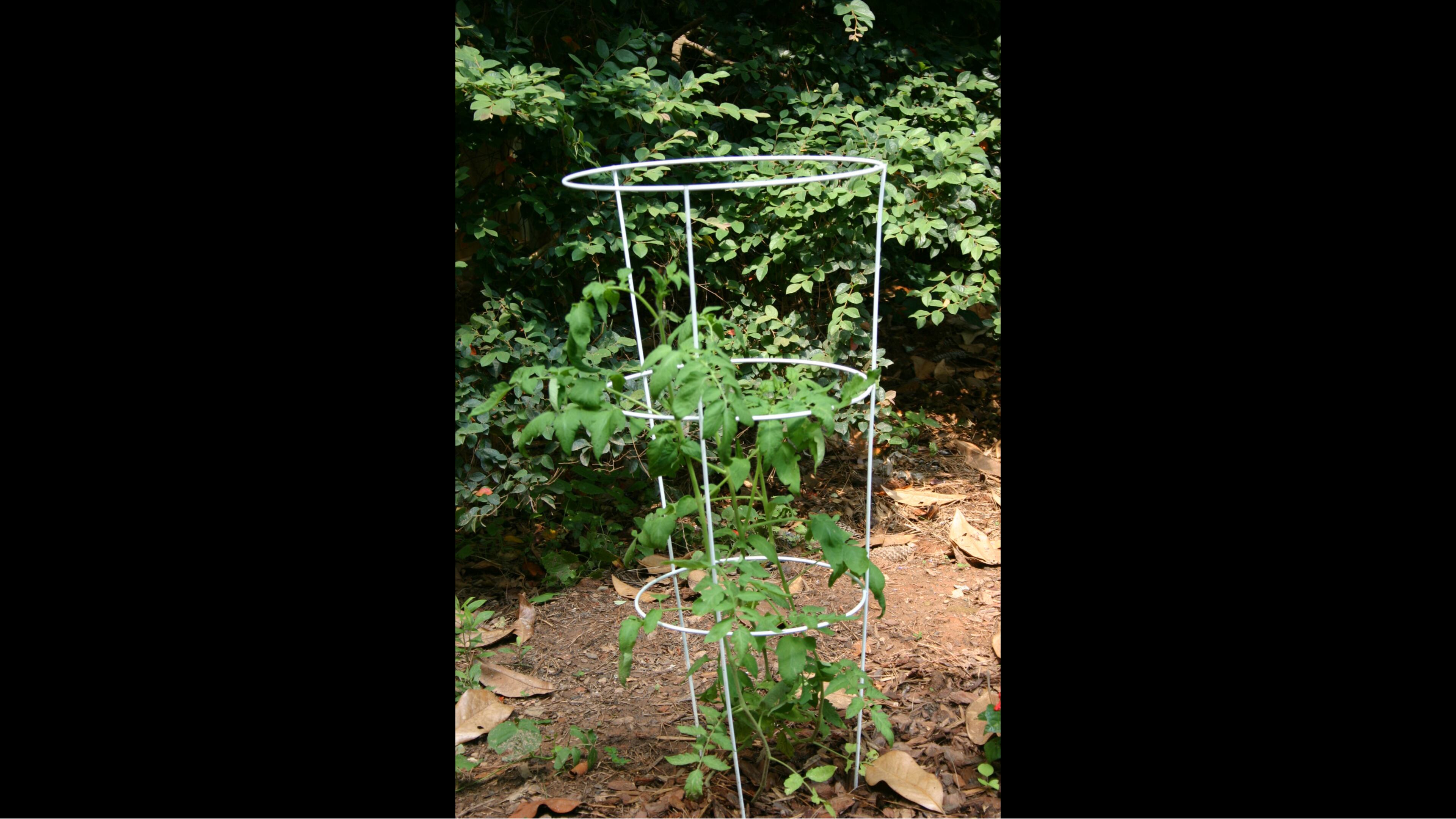 Even though a wire tomato cage looks clean, hidden bits of soil can carry disease. (Walter Reeves for The Atlanta Journal-Constitution)