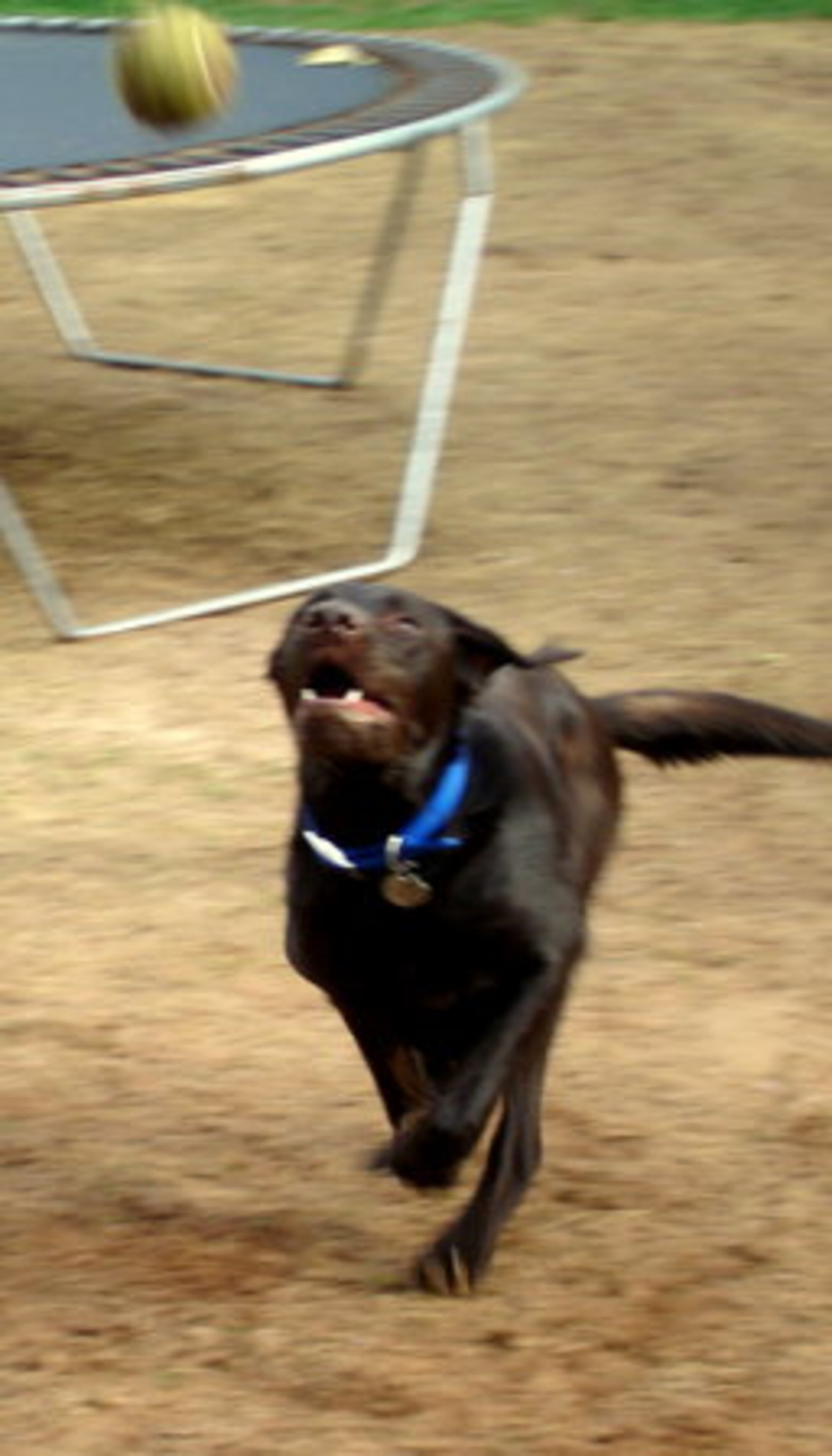 A black lab is just as beautiful whether in motion ...