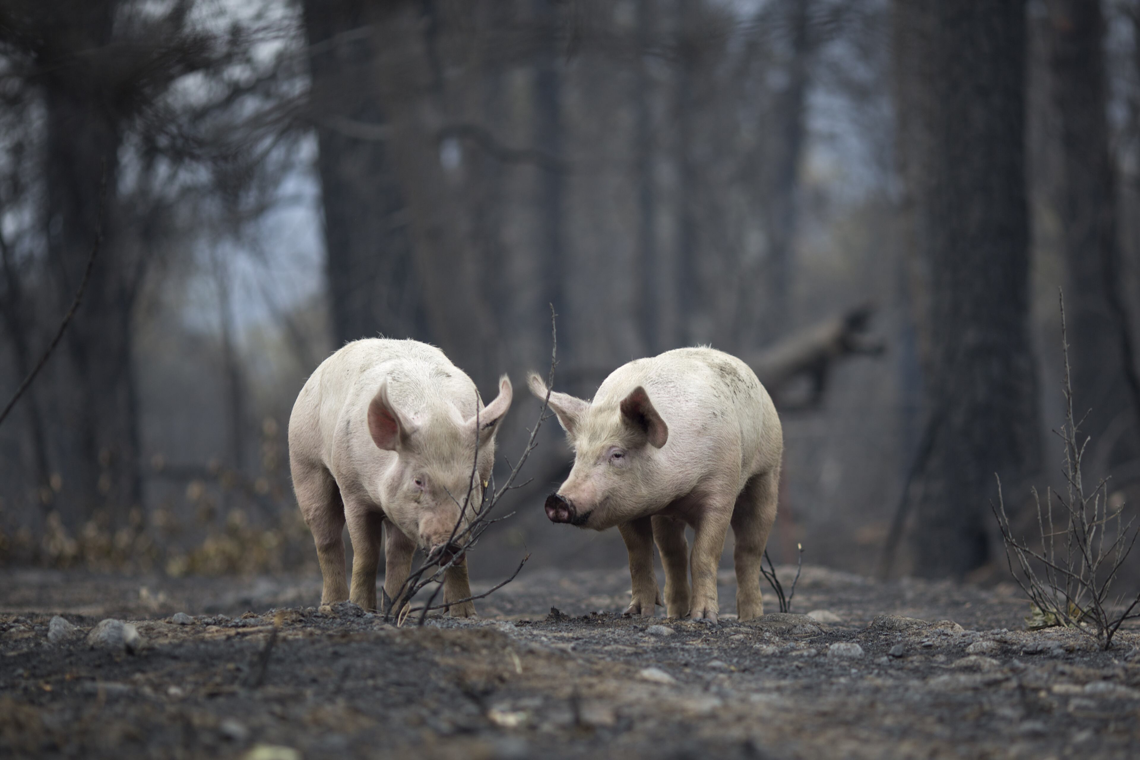 Pigs look for food while wandering a forest burned by the Valley Fire on September 14, 2015 in Middletown, California. The 95-square-mile fire has destroyed hundreds of homes and is only five percent contained. (Photo by David McNew/Getty Images)