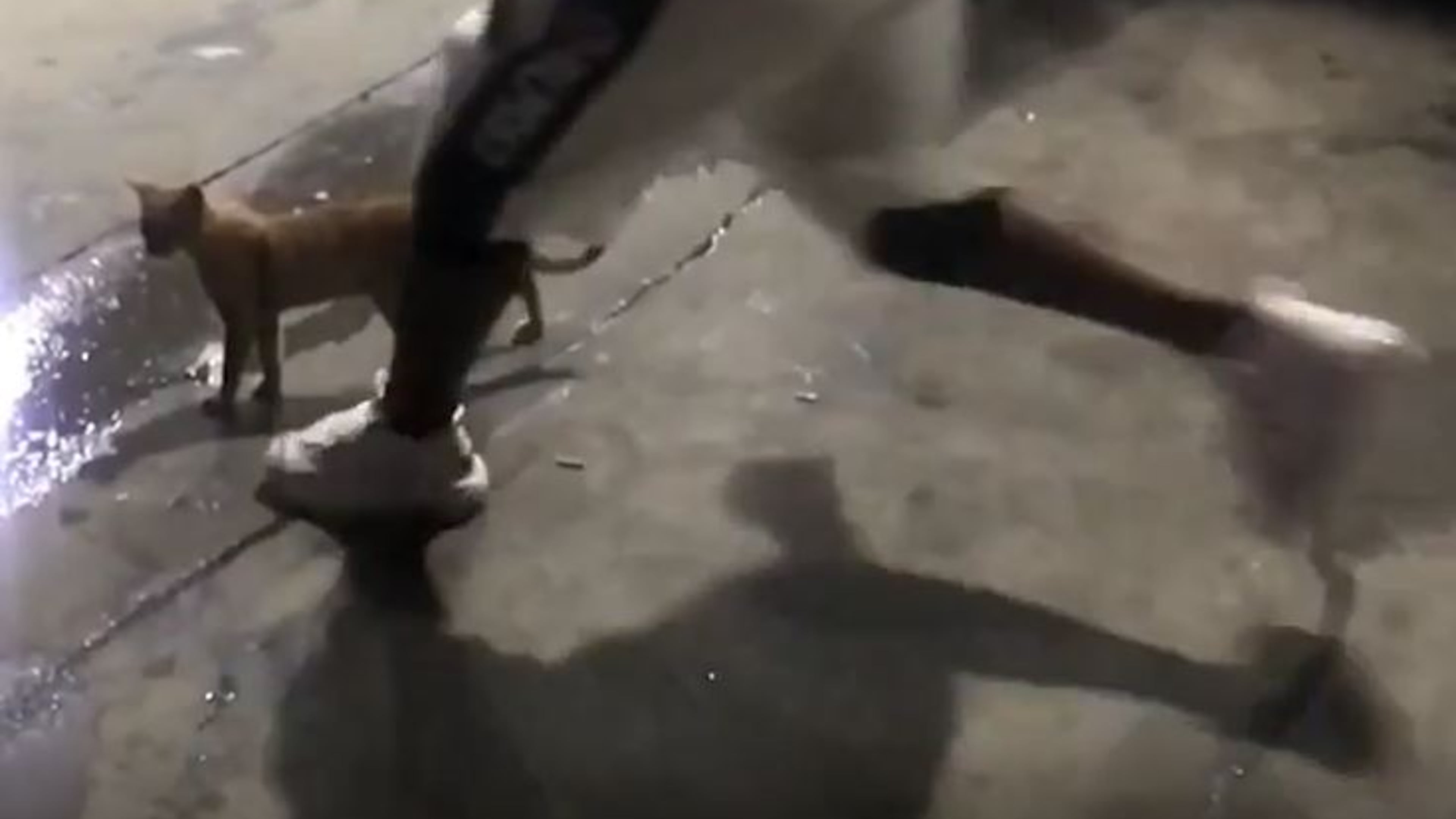 An Instagram video shows a man kicking a cat at an Atlanta gas station.
