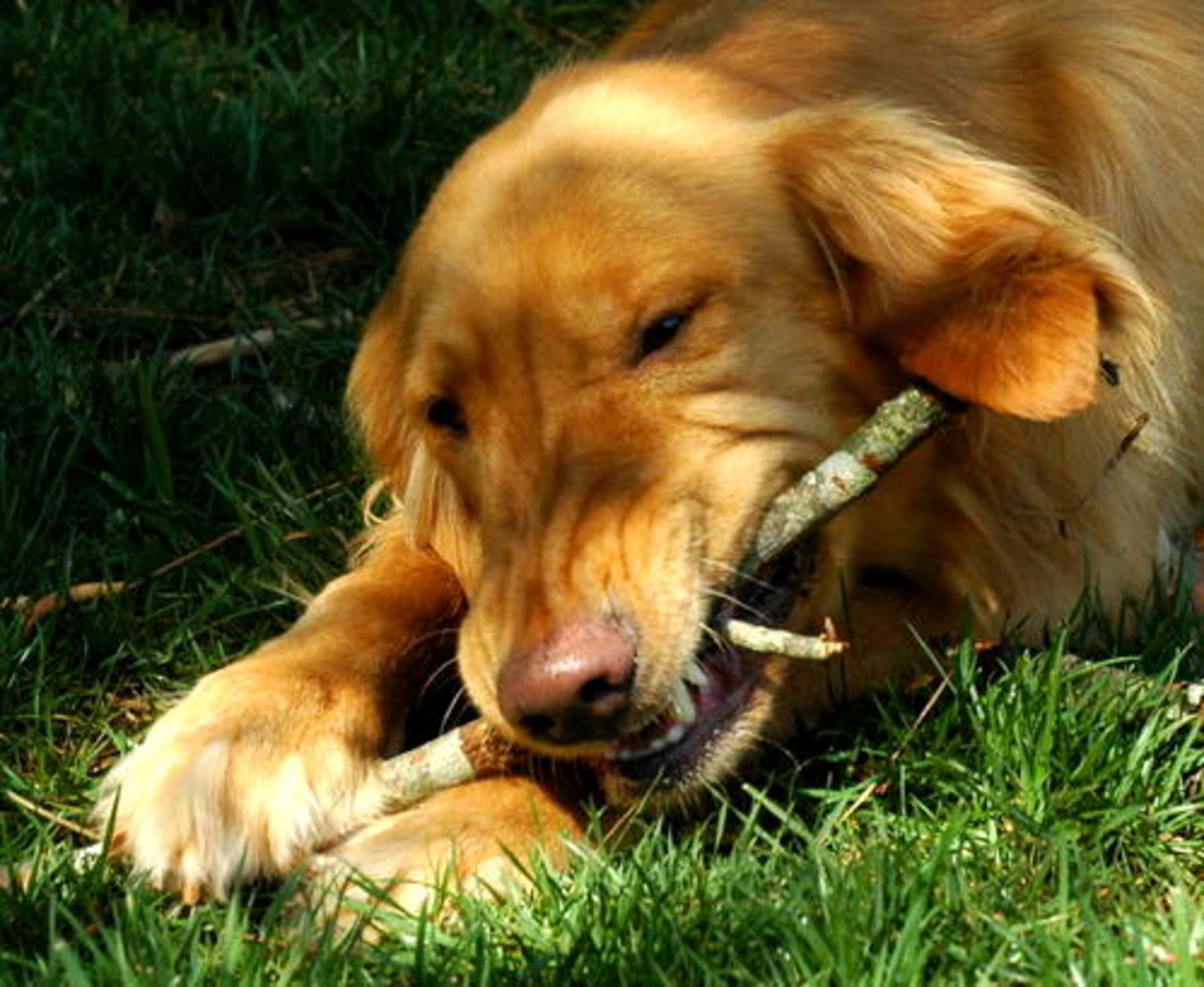 Mmmmmmmm...Hunter thinks sticks are tasty.