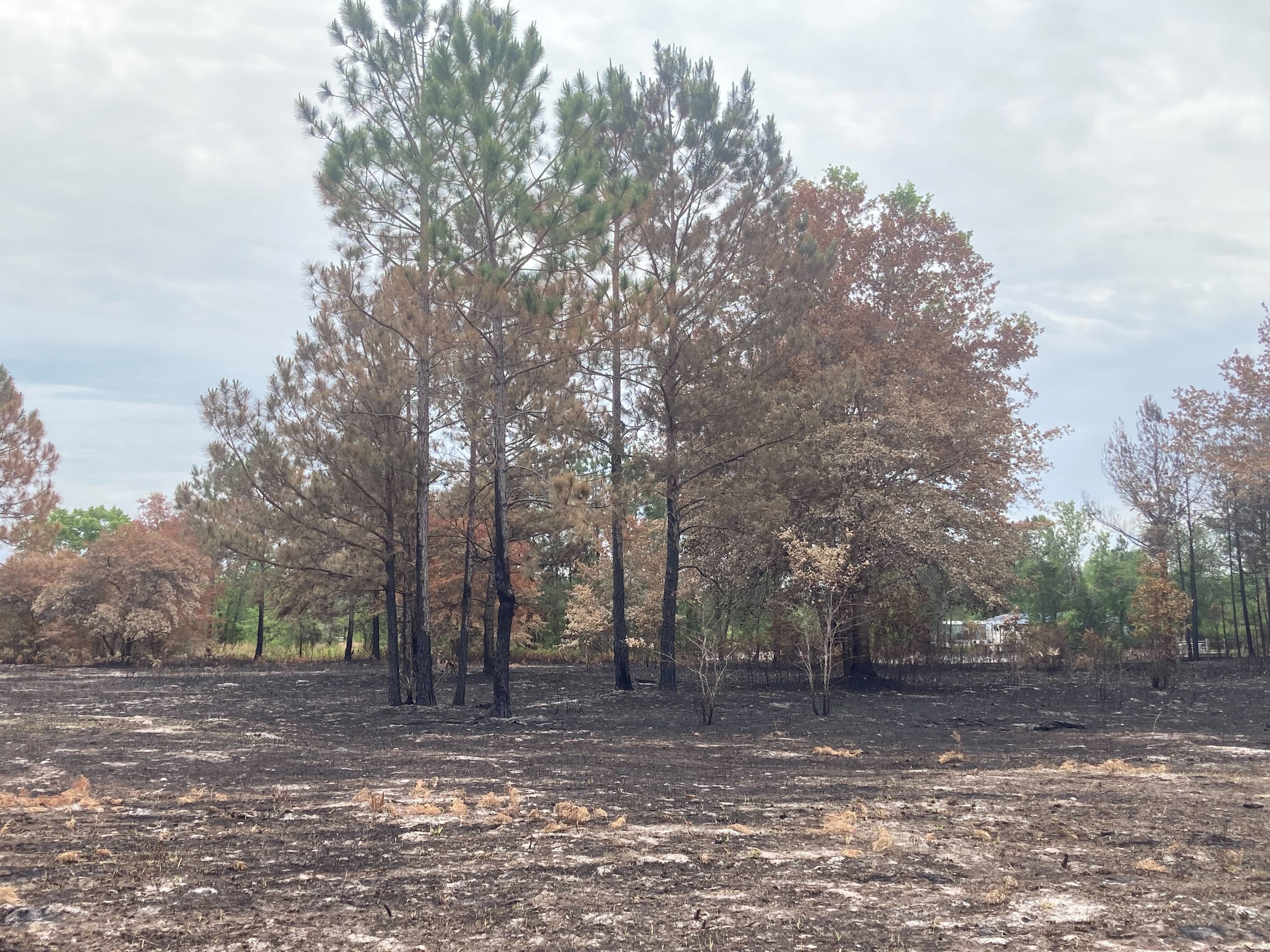 Flames from the Highway 82 fire in Brantley County, Georgia reached the entrance of GAP House Ministries but the nonprofit's buildings remained standing Thursday, April 30, 2026 as firefighters continued to try to contain the wildfire. (Adam Van Brimmer/AJC)