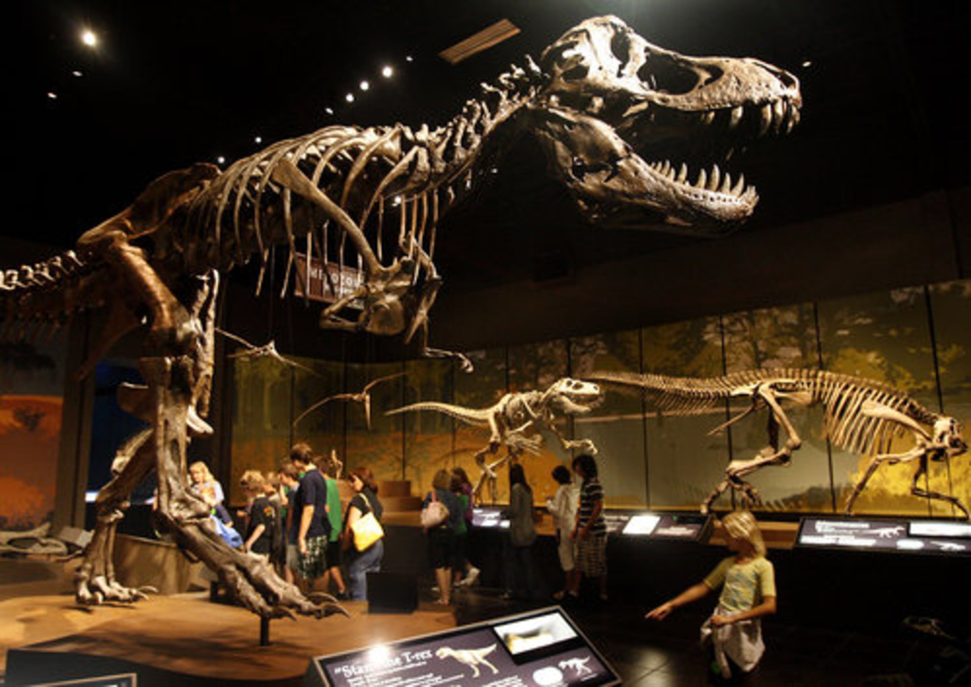 A school group examines a dinosaur display.