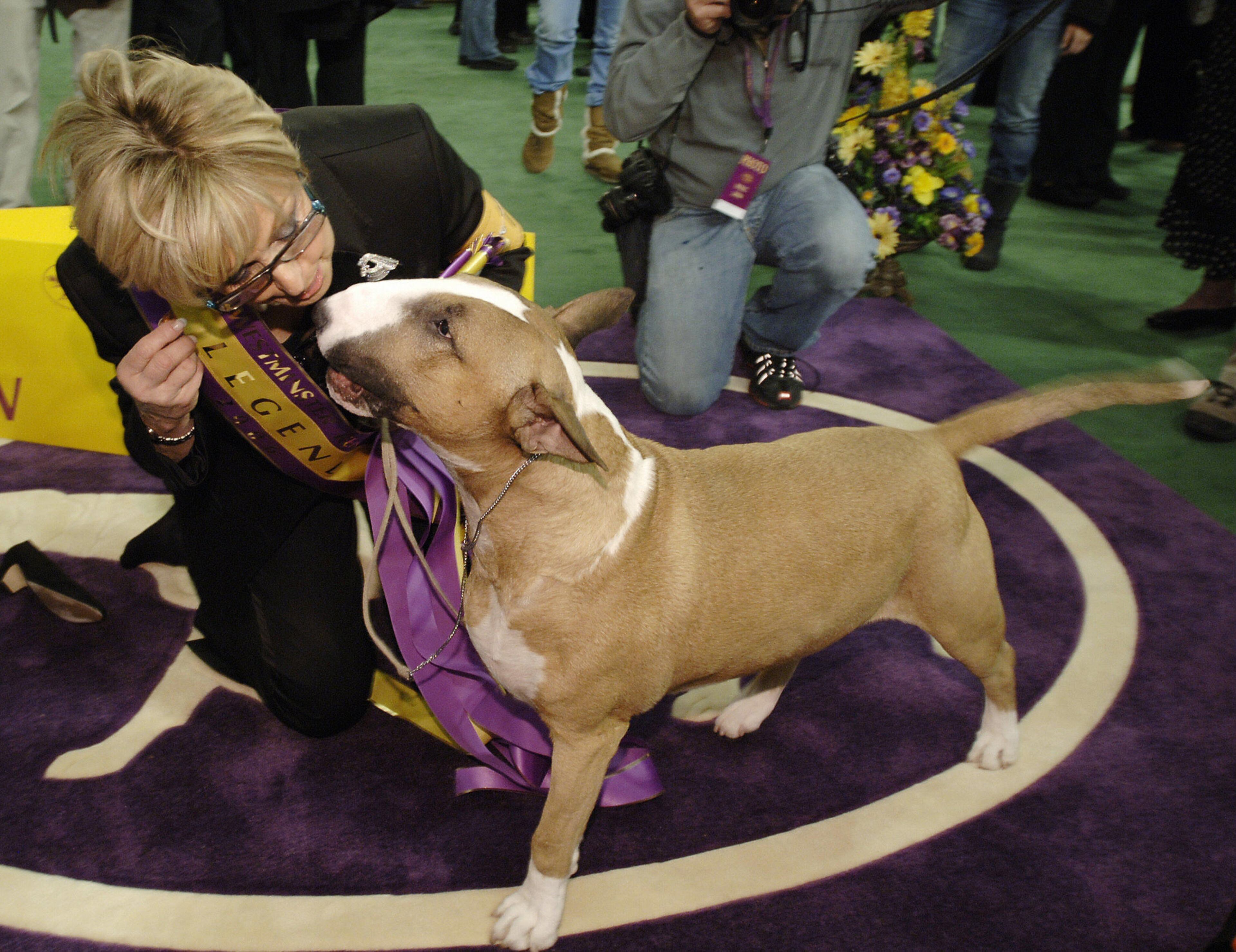 New York, UNITED STATES: Rufus, a bull terrier, with handler Kathy Kirk after he won Best In Show at the 130th Westminster Kennel Club dog show, 14 February, 2006, at Madison Square Garden in New York. AFP PHOTO/Stan HONDA (Photo credit should read STAN HONDA/AFP/Getty Images)