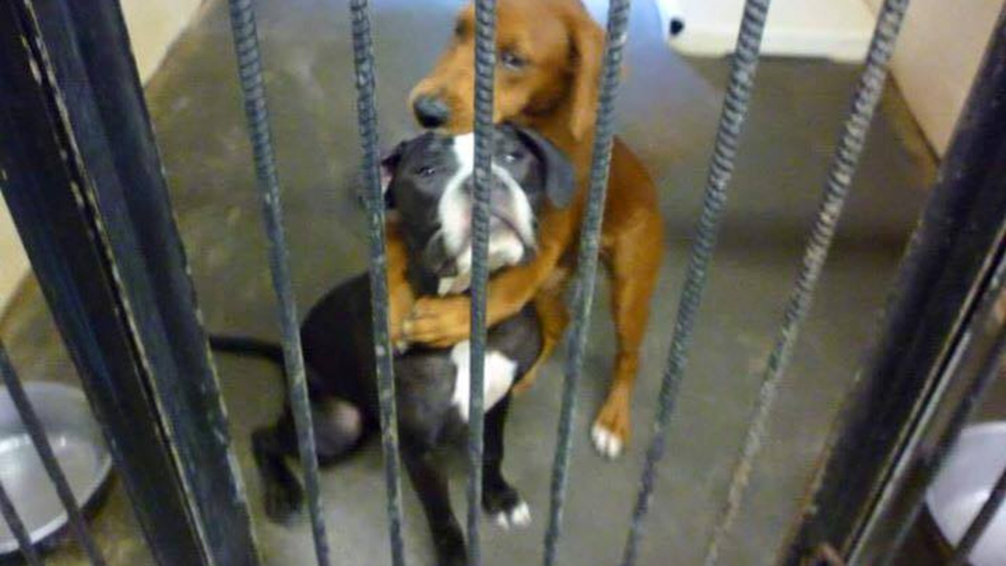 Kala, an 8-month-old “hound dog mix,” and Keira, a 1-year-old boxer mix, were saved from euthanasia after this photo of them hugging went viral. (Credit: Etowah Valley Humane Society)