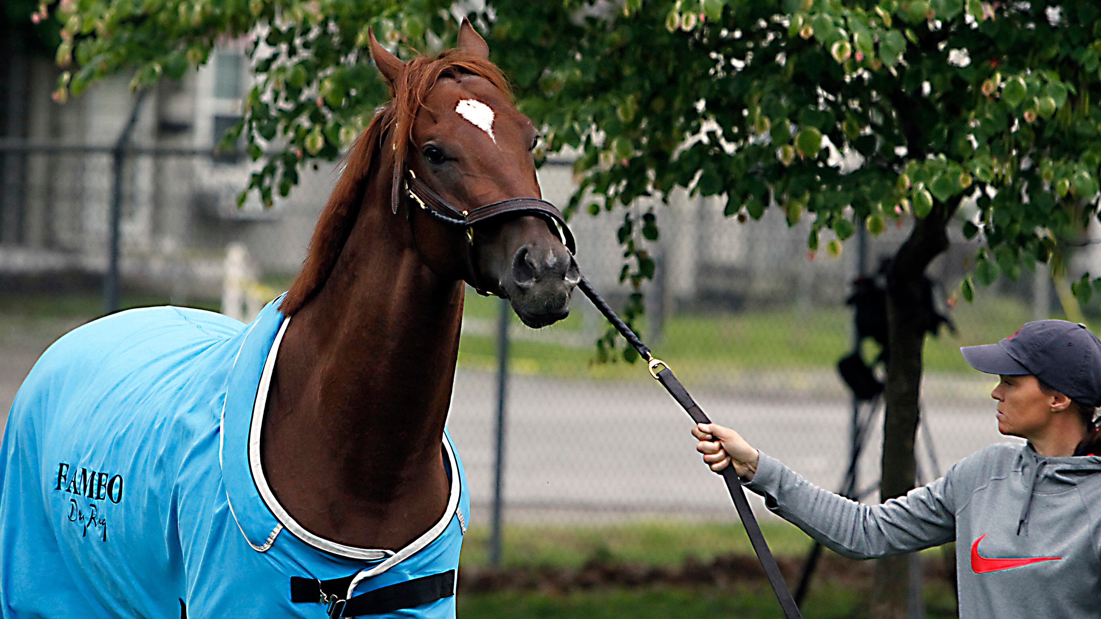 Assistant trainer Alice Clapham maneuvers Kentucky Derby entrant Irish War Cry for a bath area outside Barn 41 at Churchill Downs in Louisville, Ky., Thursday, May 4, 2017. The Kentucky Derby horse race is set for Saturday, May 6. (AP Photo/Garry Jones)