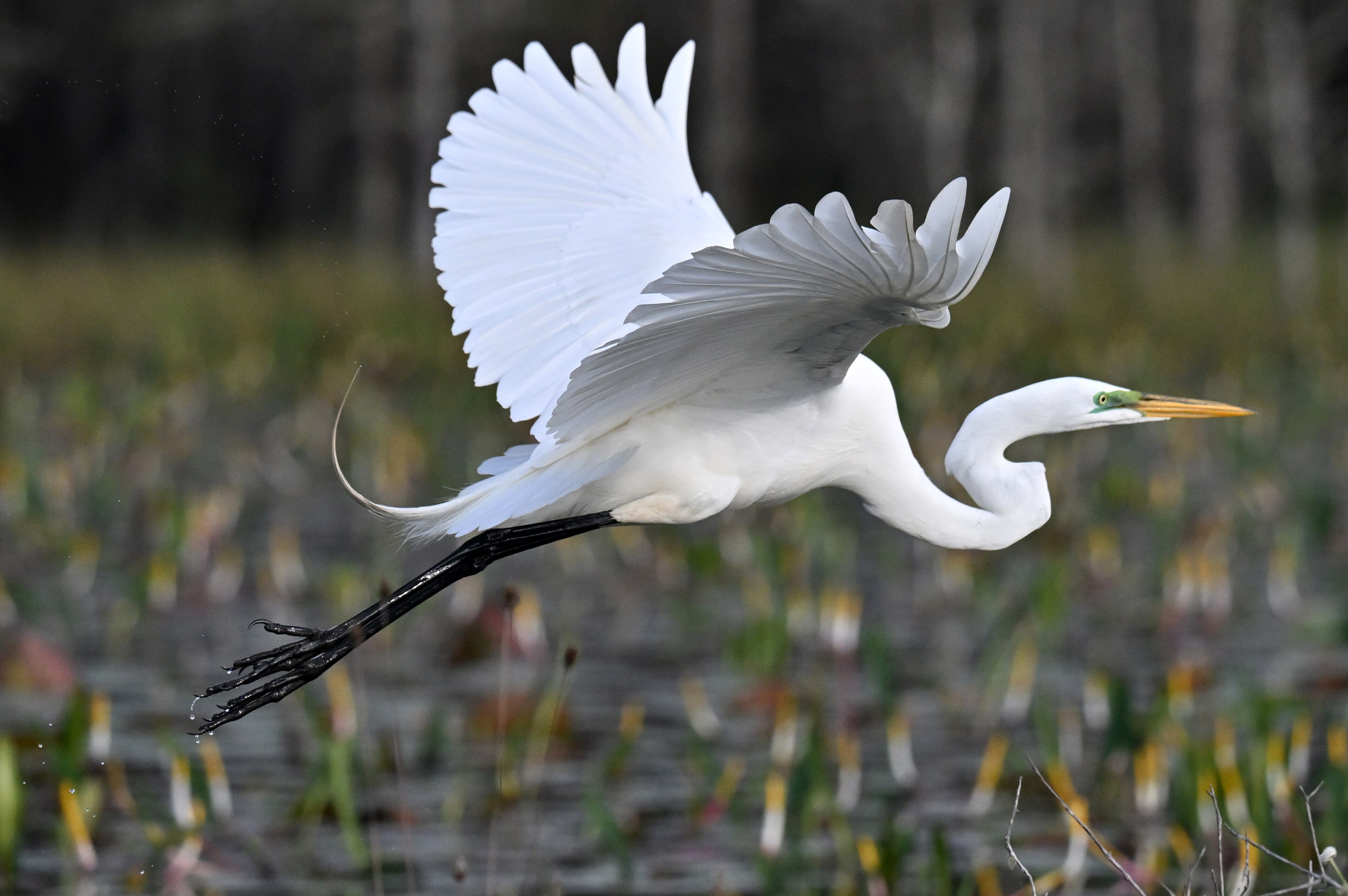 Legislative session ends with few wins for Georgia environmentalists