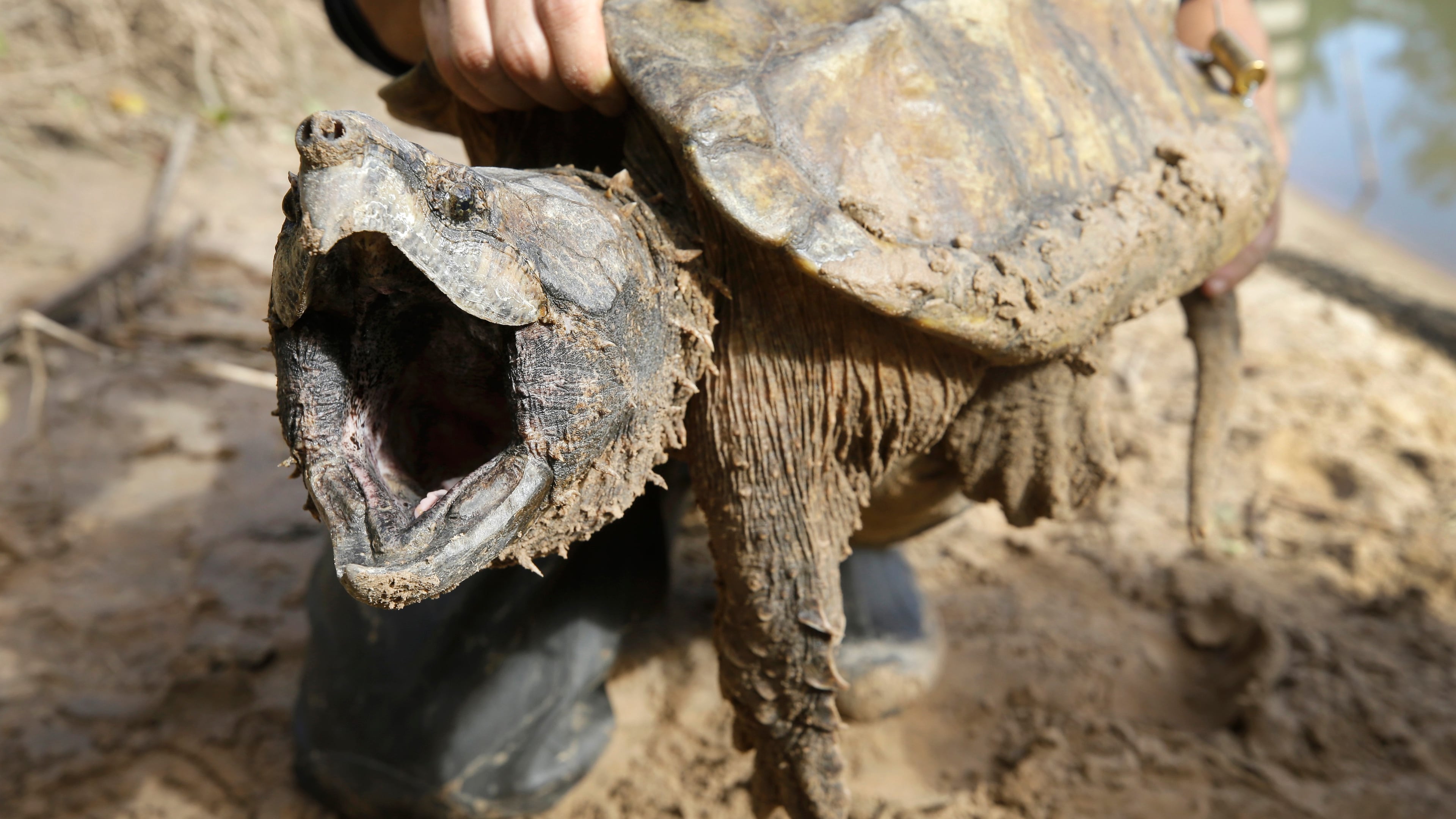 FILE - A male alligator snapping turtle is held after being trapped by the Turtle Survival Alliance-North American Freshwater Turtle Research Group, Nov. 24, 2018, as part of the process of tagging turtles. (Melissa Phillip/Houston Chronicle via AP, File)