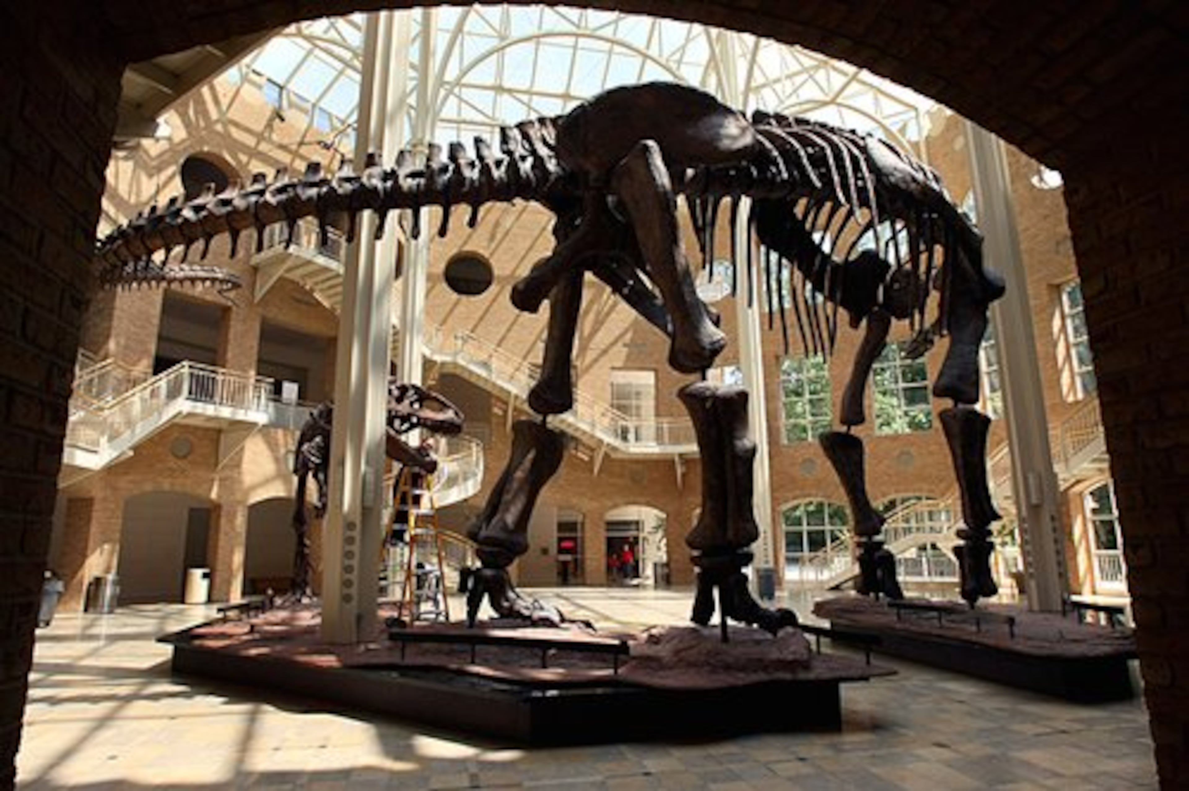 This exhibition recreates life in the badlands of Patagonia, Argentina, where the largest dinosaurs in the world were unearthed.